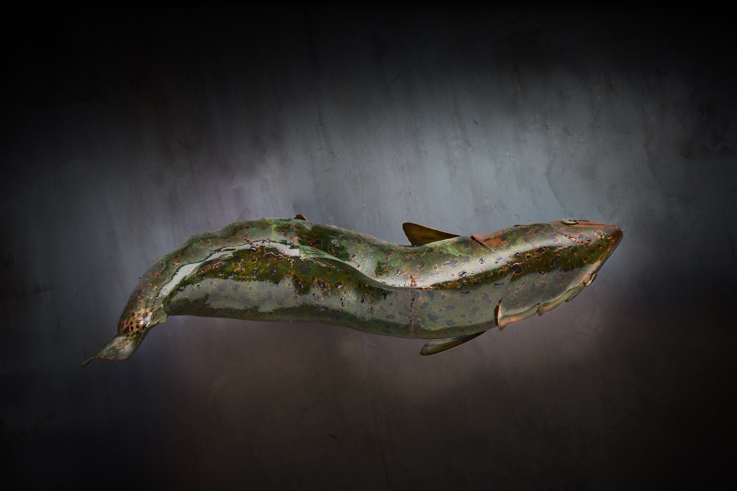 The Copper Cutthroat sculpture top view, crafted with steel and copper to bring the Montana State fish to life. This fine art now resides in the Missoula Airport as a public art display.