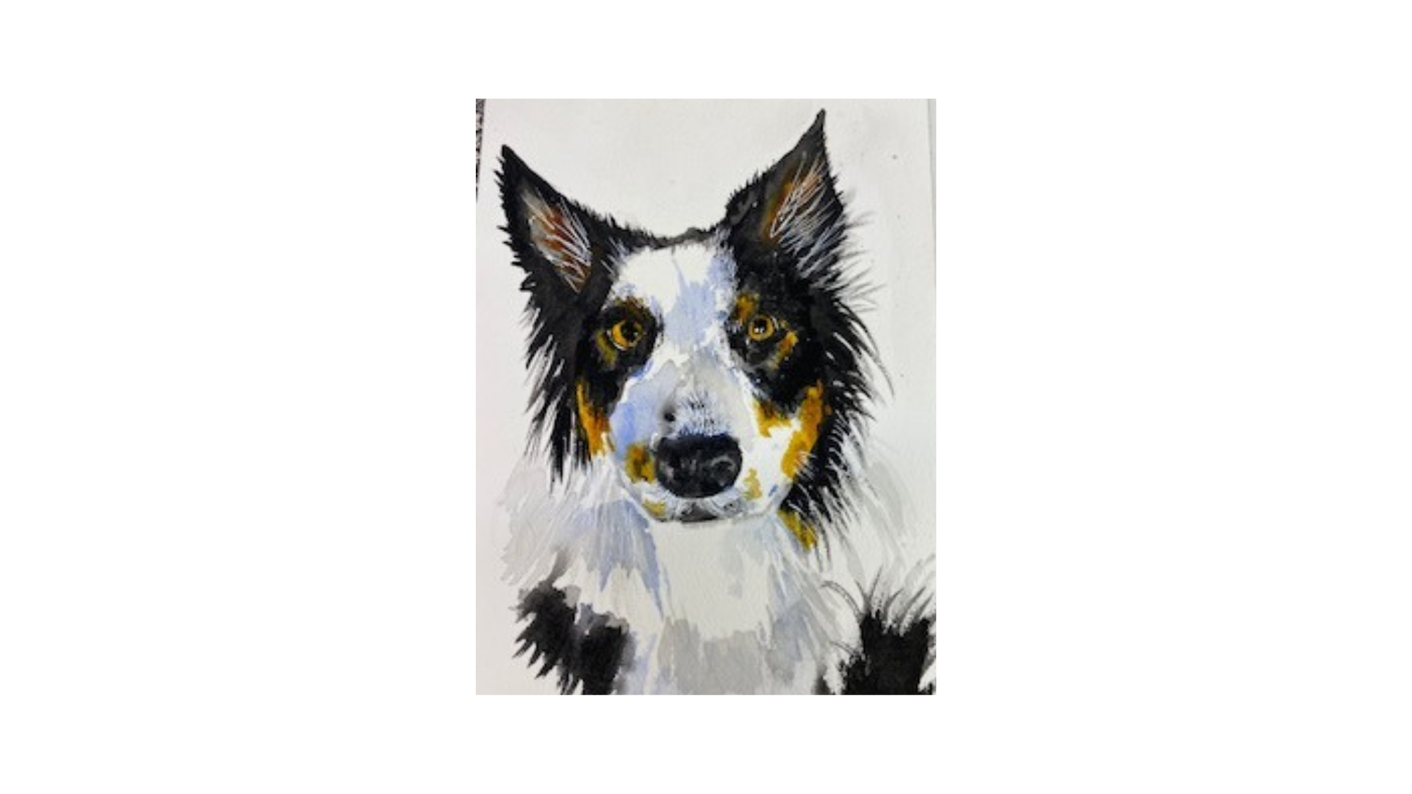My Border Collie Ike
