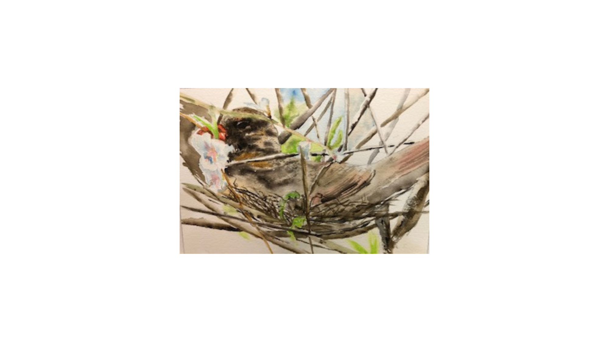 Robin nesting