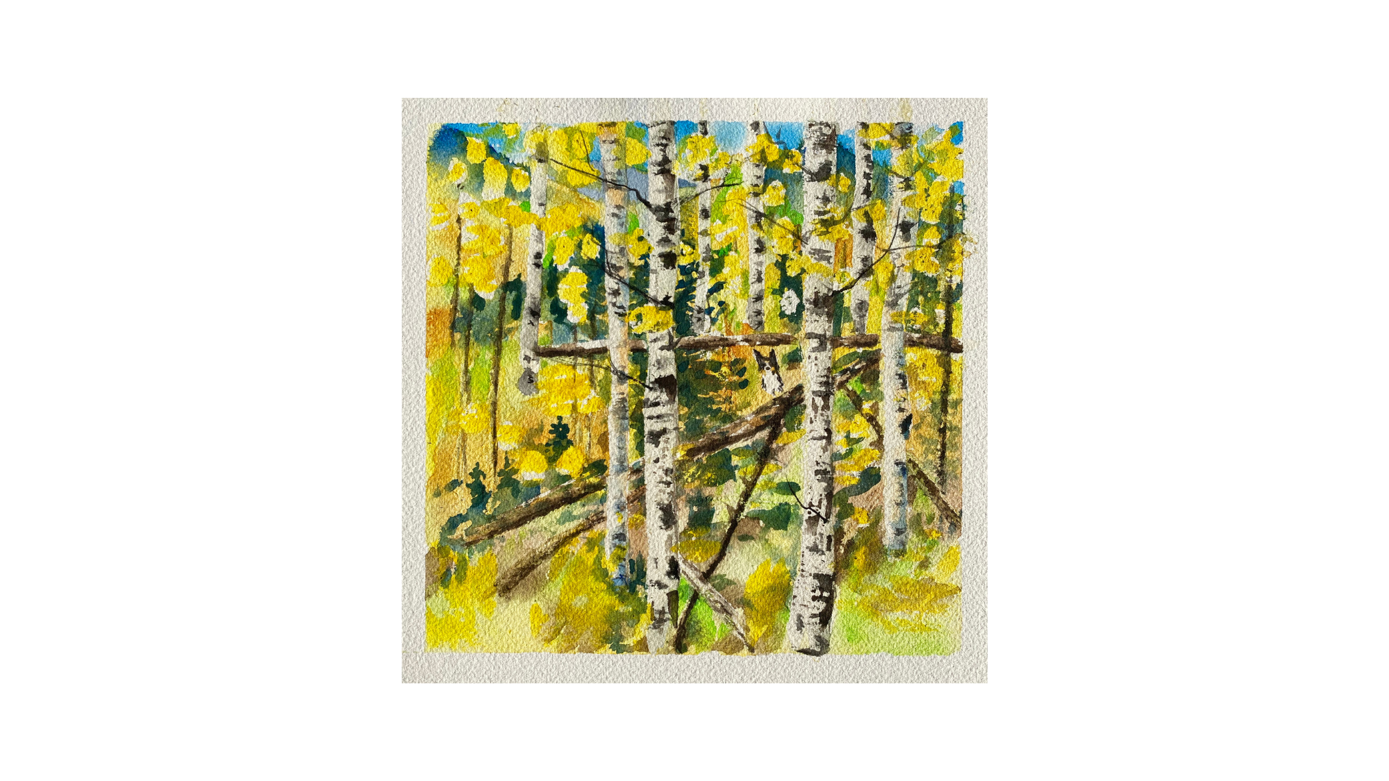 Watercolor Aspen Grove