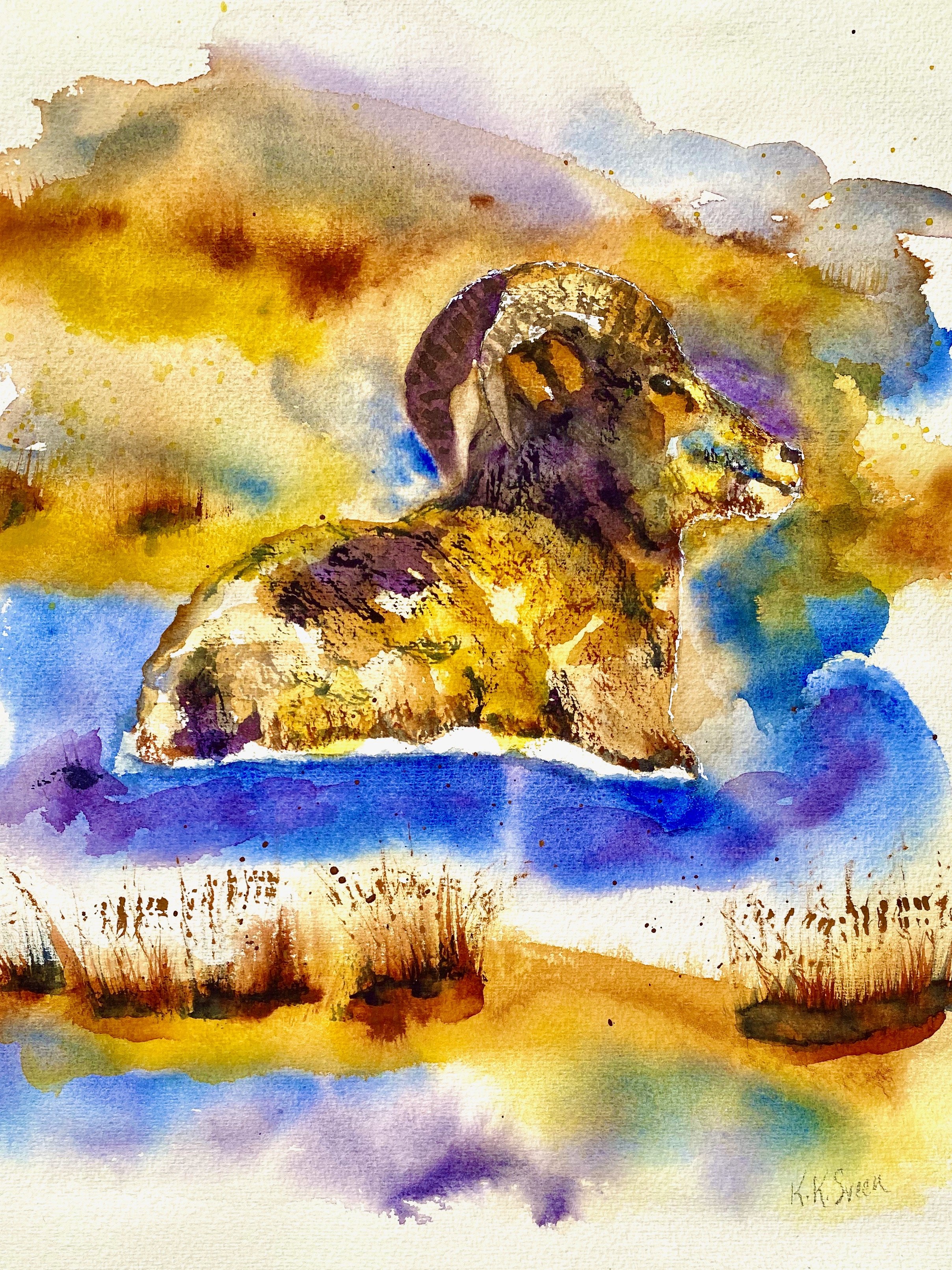 Bighorn Sheep