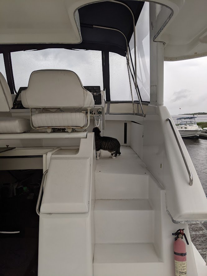 Possum Cat one the flybridge. 