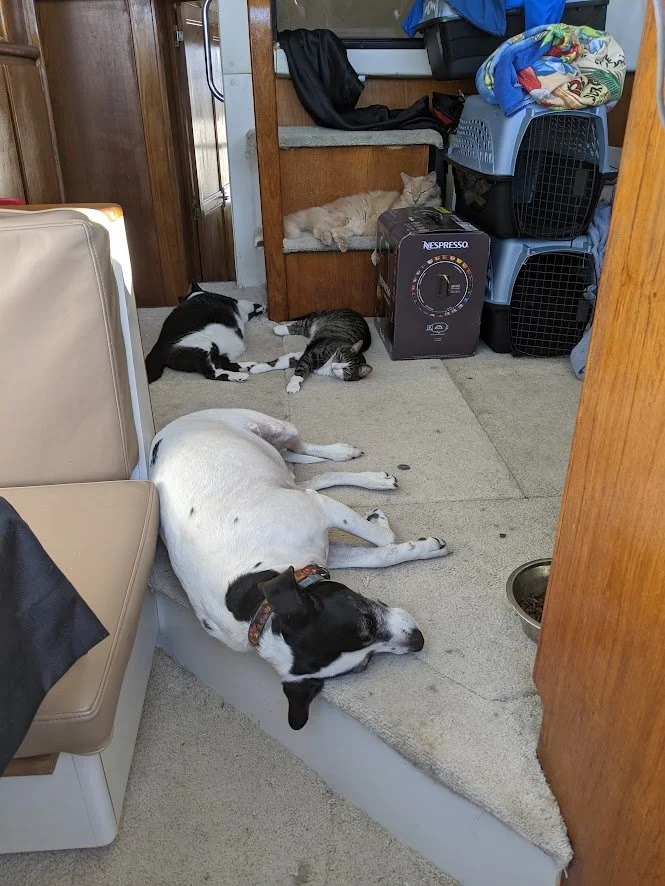 Pally (RIP), Black and White, Possum Cat, and Ghost Cat (RIP) lounging in the salon.