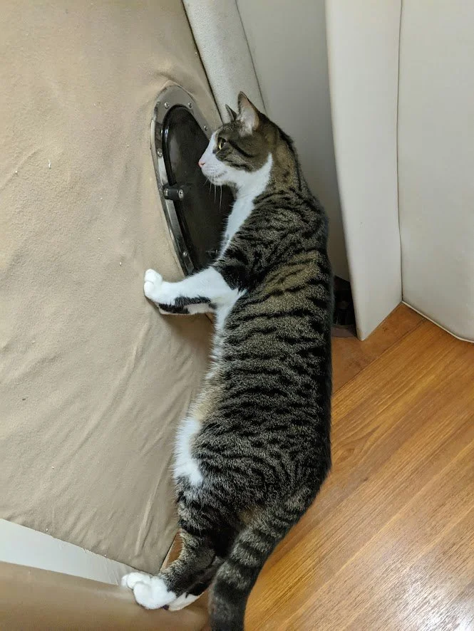 Possum Cat looking out a window. 