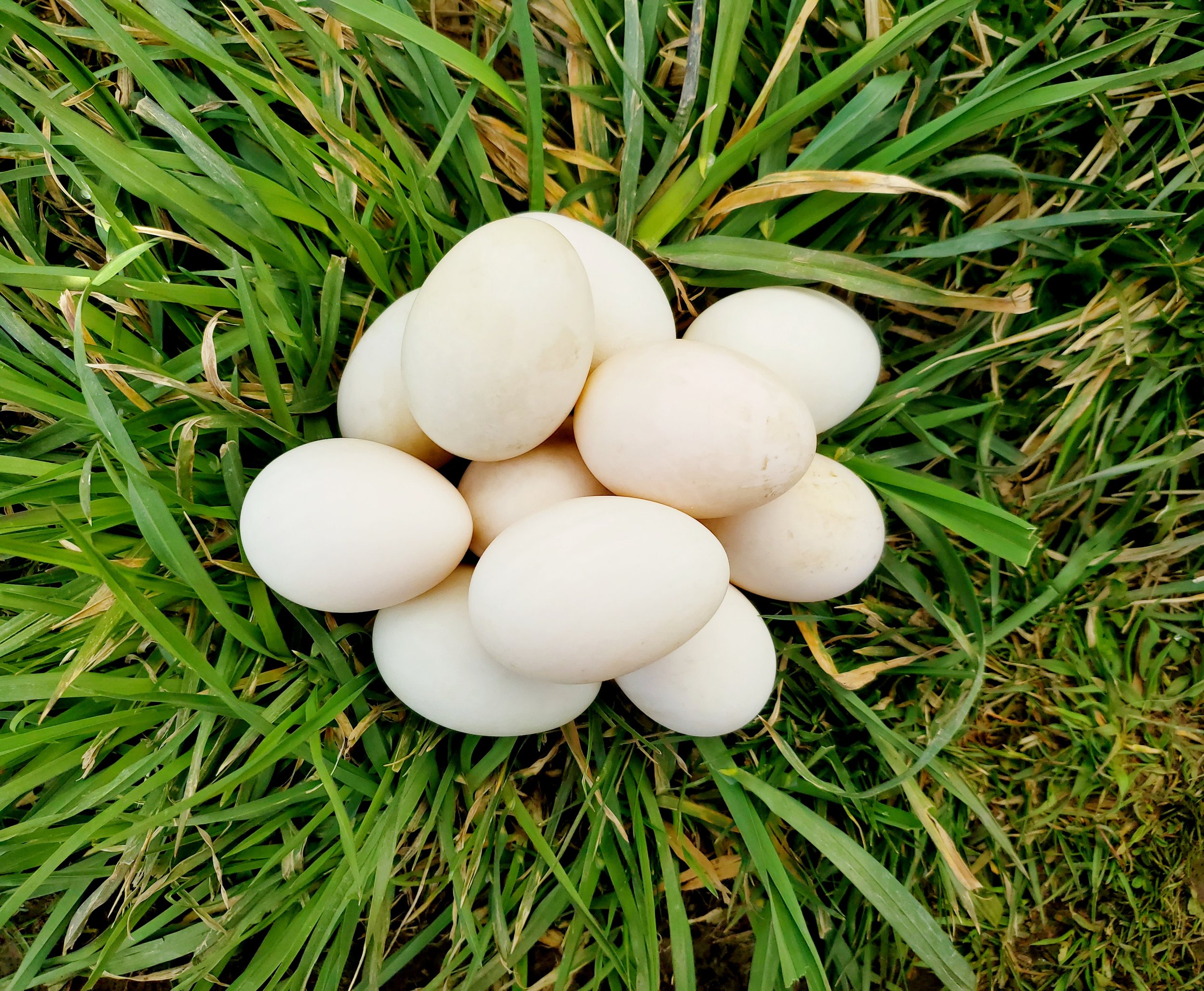 Pasture Raised Duck Eggs