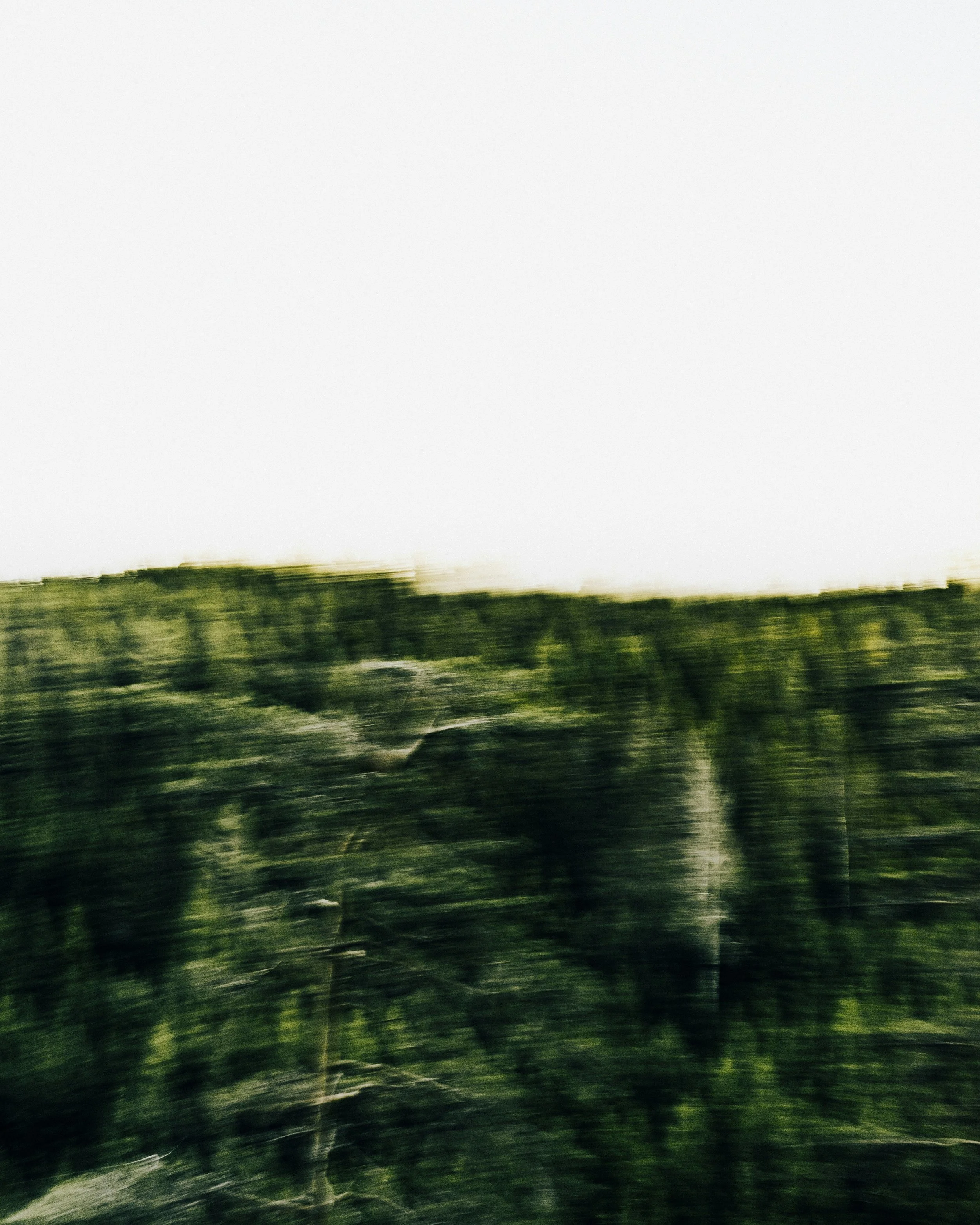 Soft, abstract landscape of green foliage and open sky, slightly blurred, evoking stillness and reflection