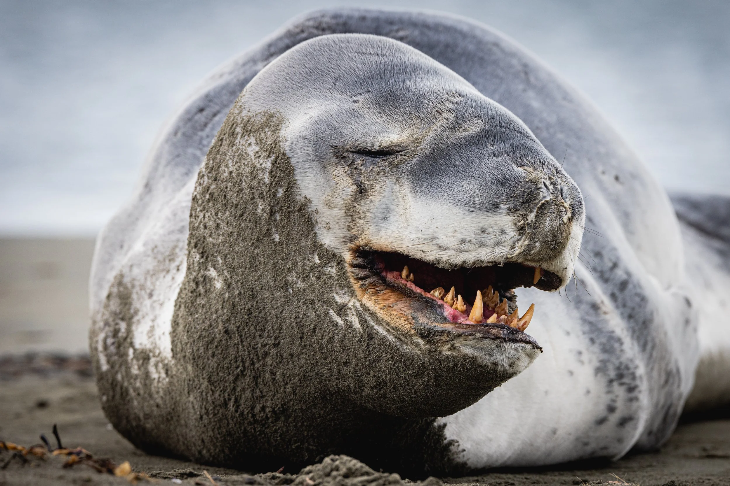 Wildlife