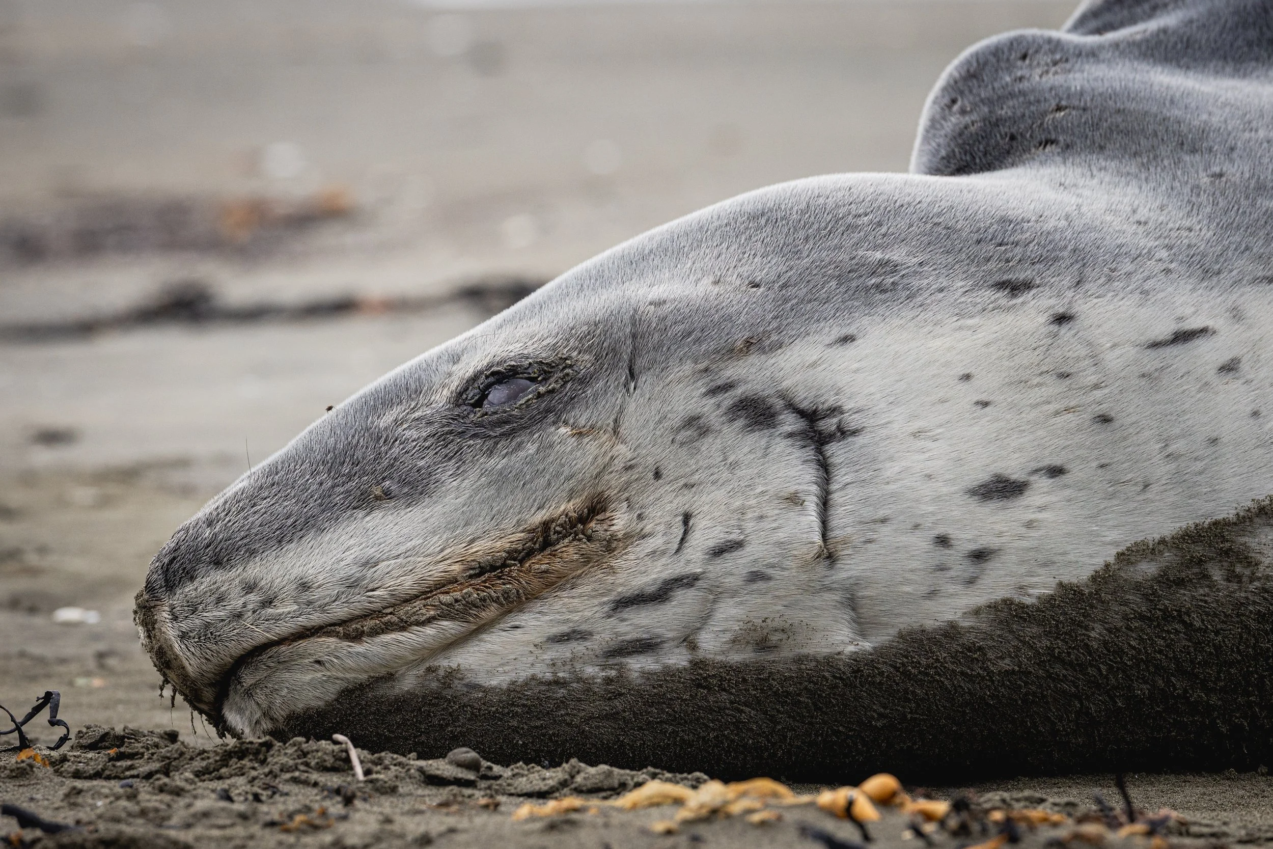 Leopard Seal (Small File Versions)-5.jpg