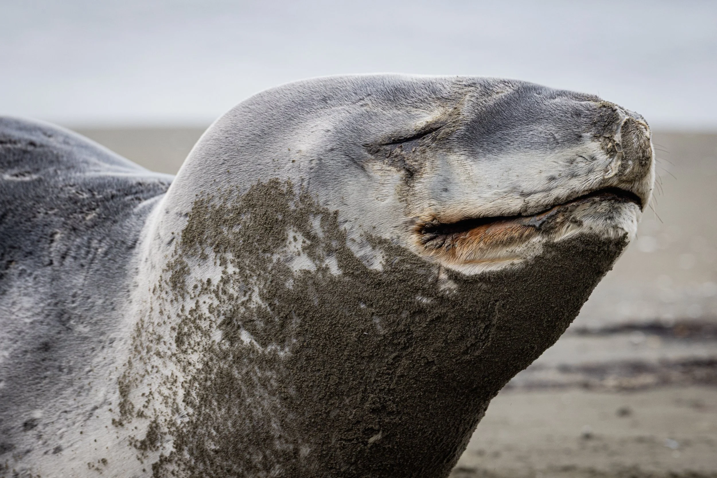Leopard Seal Small File Versions.jpg