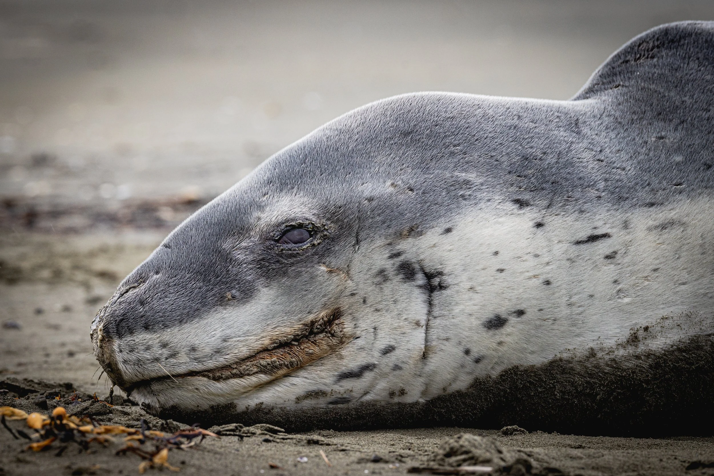 Leopard Seal.jpg