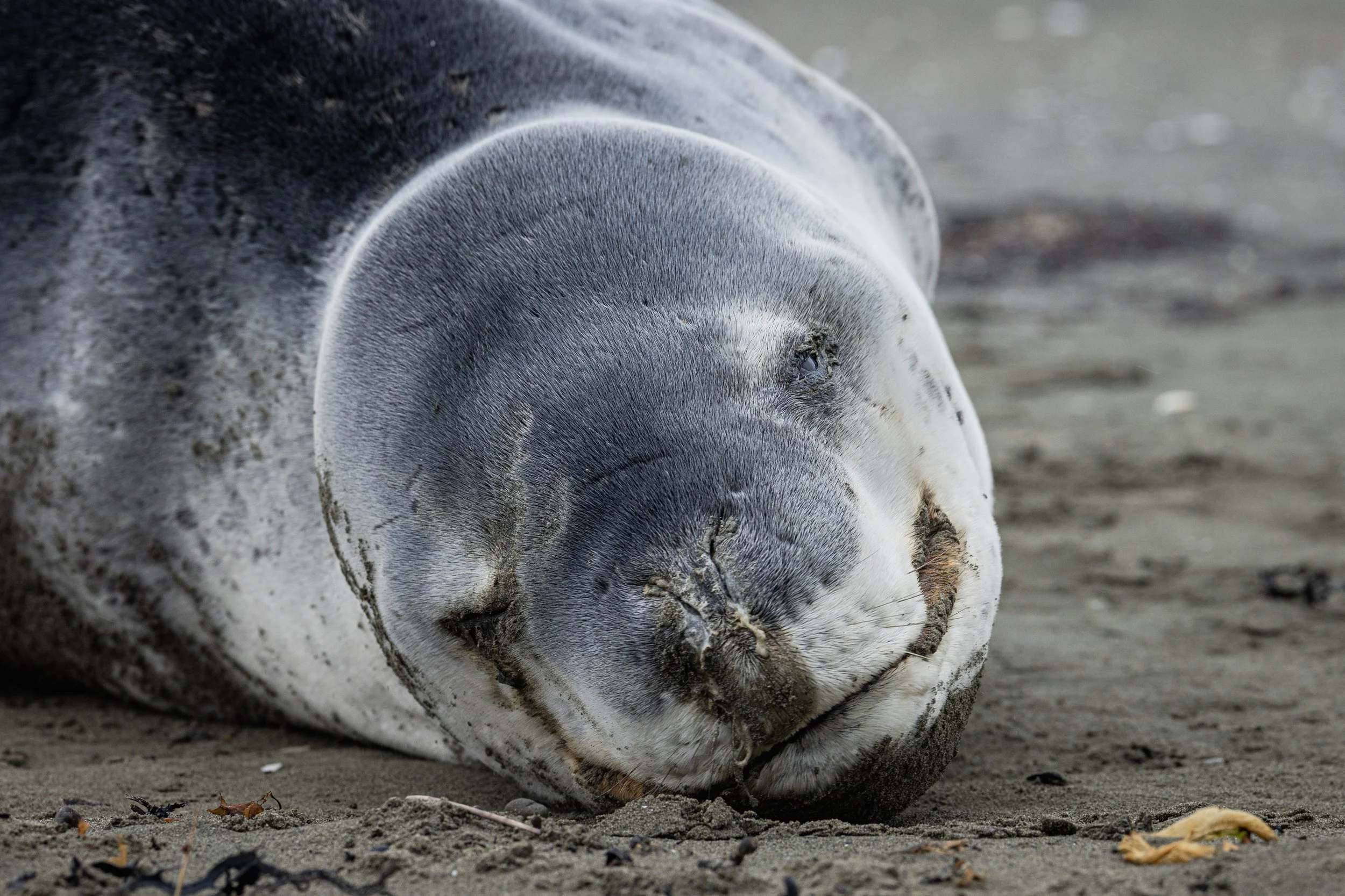 Leopard Seal (Small File Versions).jpg