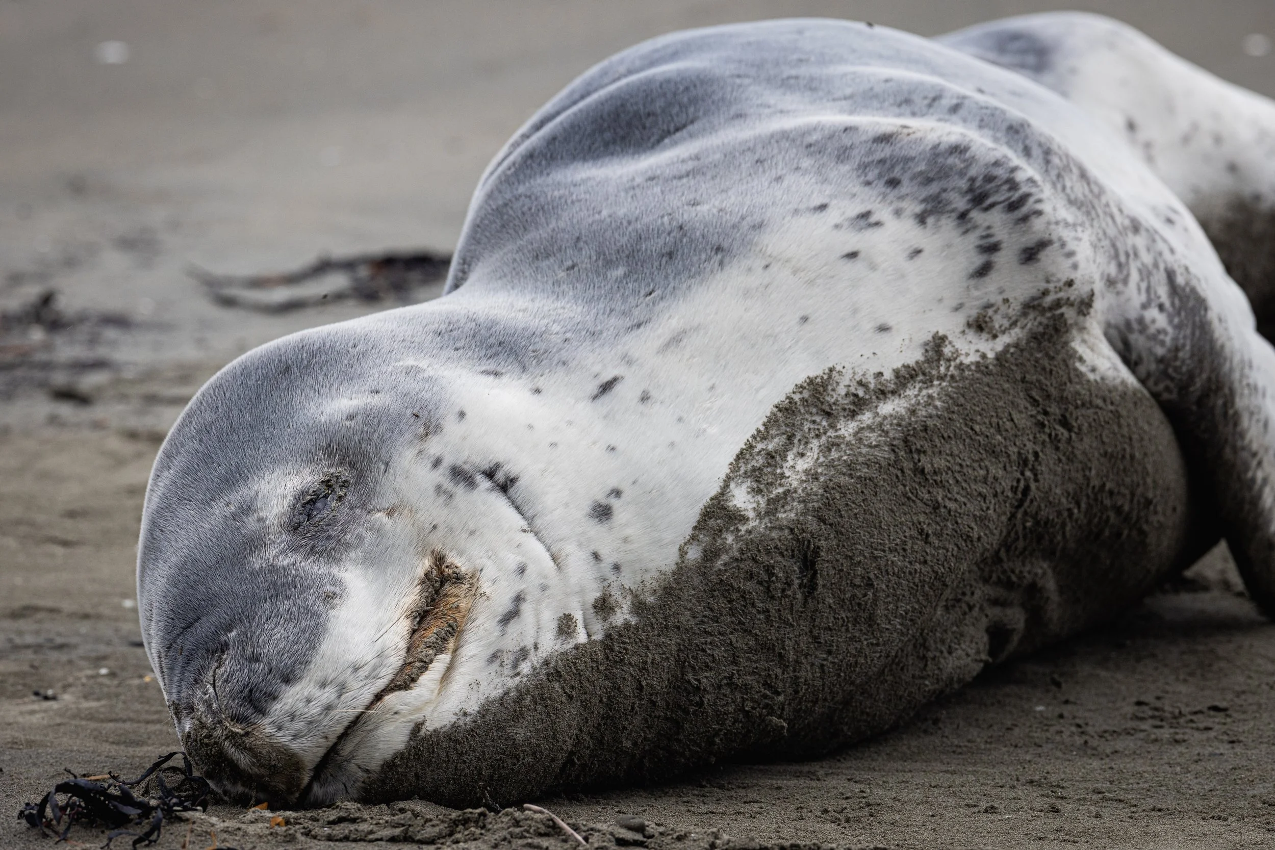 Leopard Seal (Small File Versions)-6.jpg