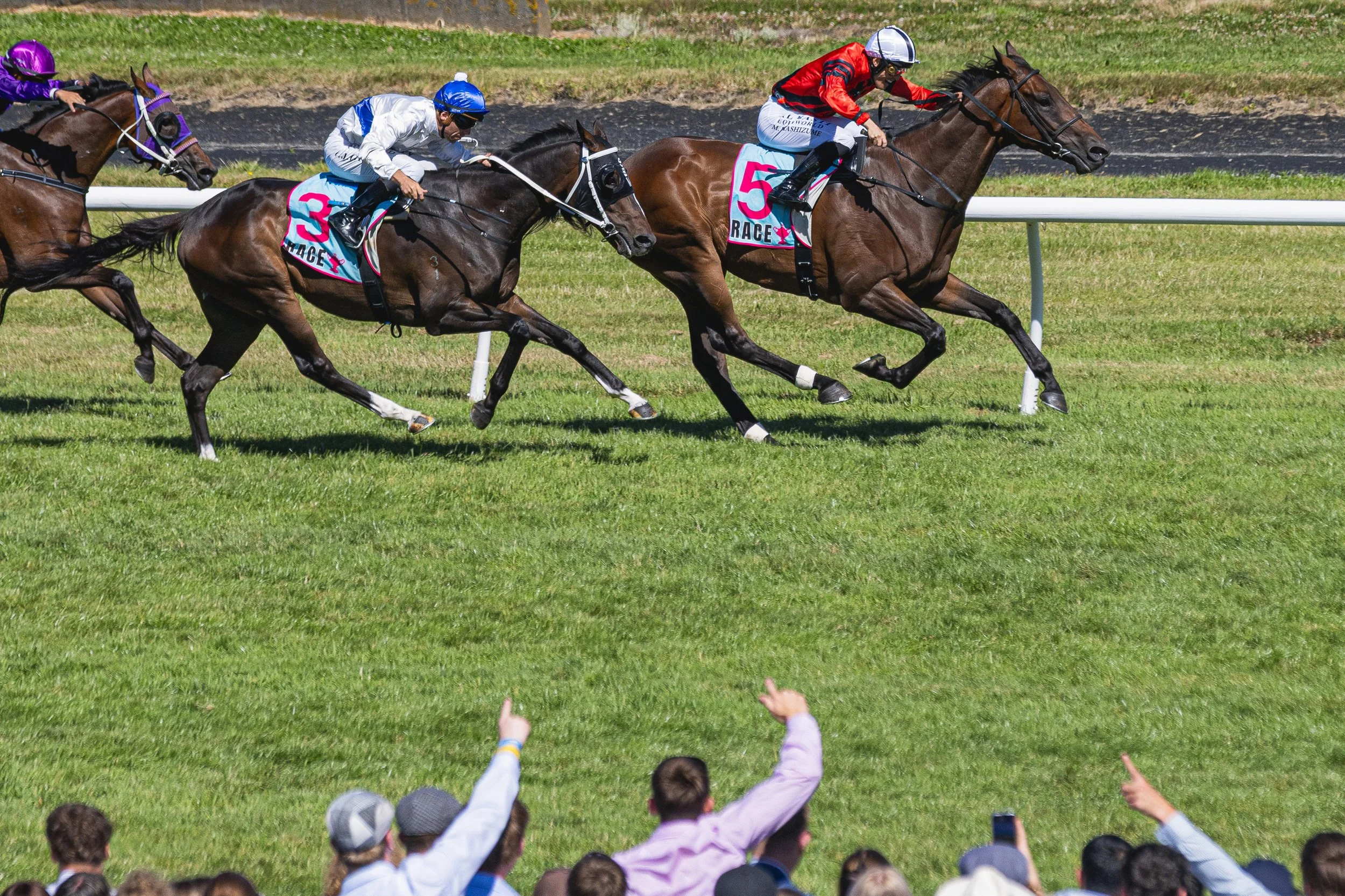 Wellington Cup 2026 (Small Files)-41.jpg