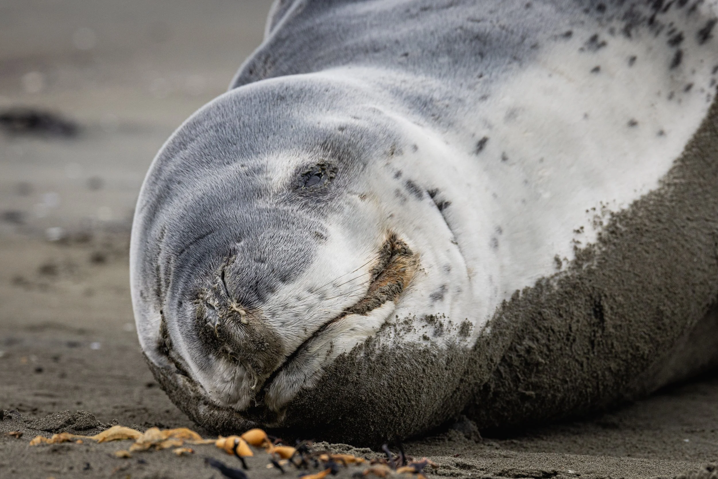 Leopard Seal (Small Files Versions).jpg