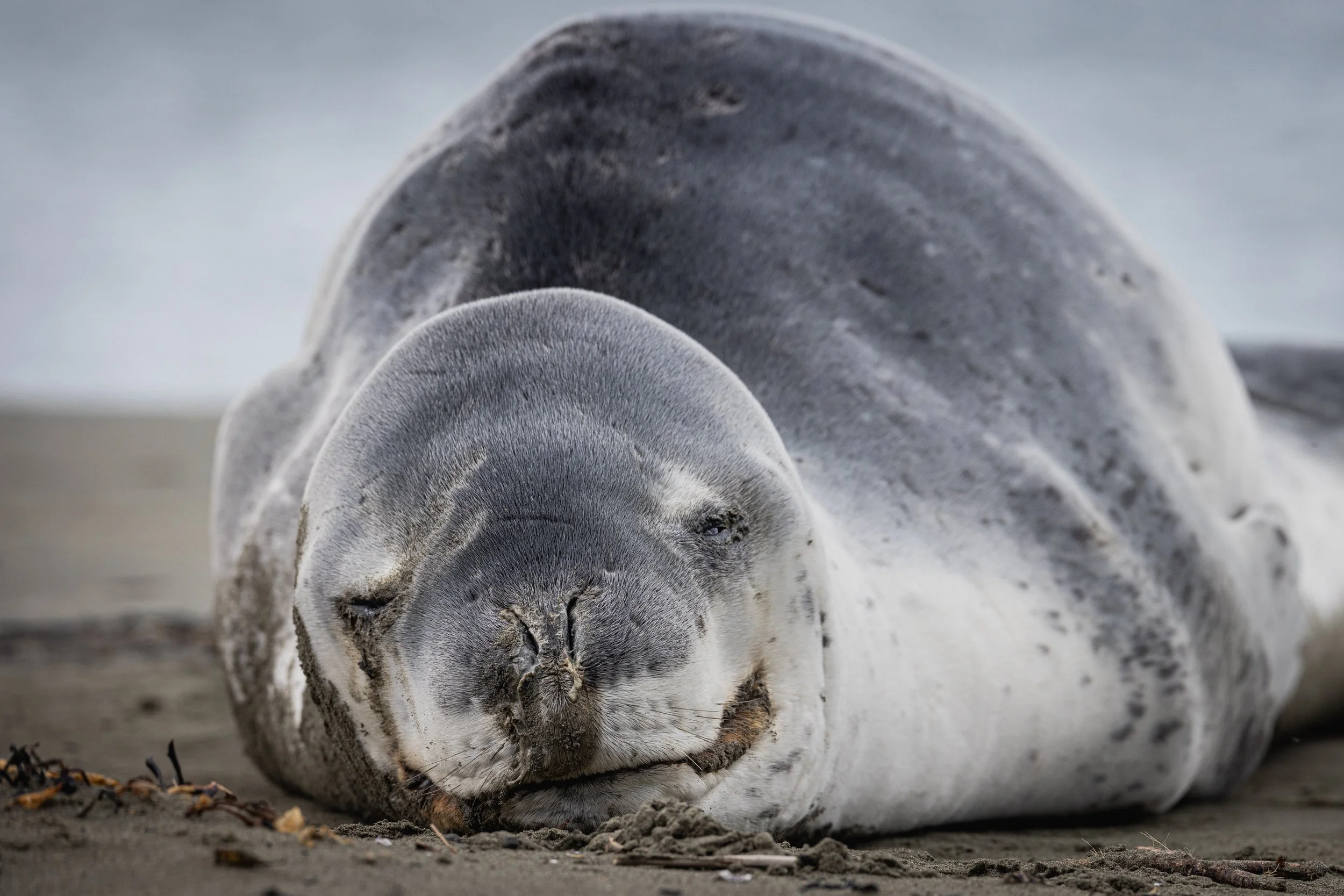 Leopard Seal (Small File Versions)-4.jpg