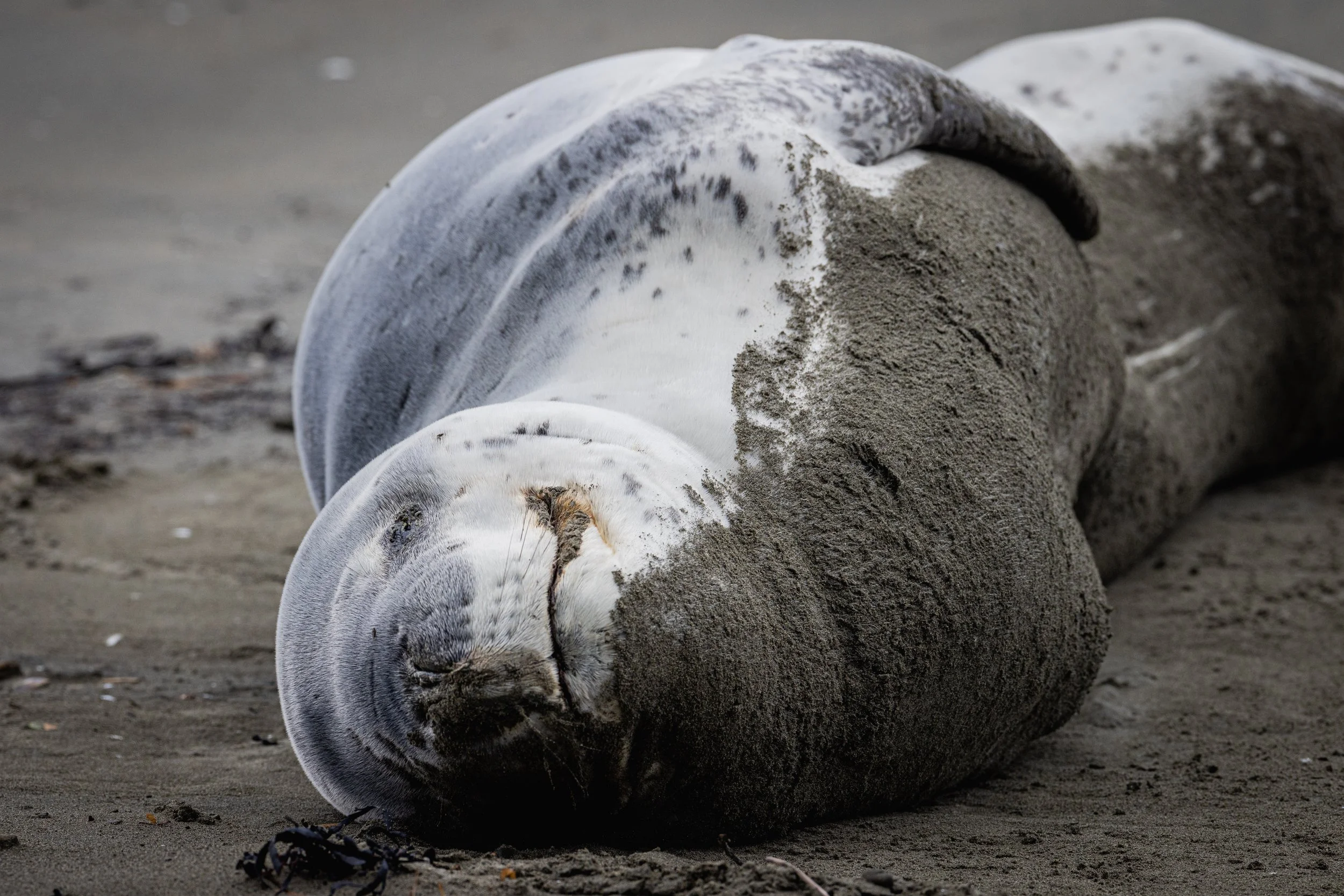 Leopard Seal (Small File Versions)-7.jpg