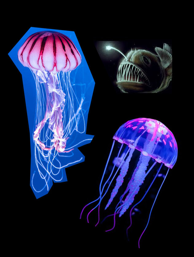 JELLFISH better.jpg
