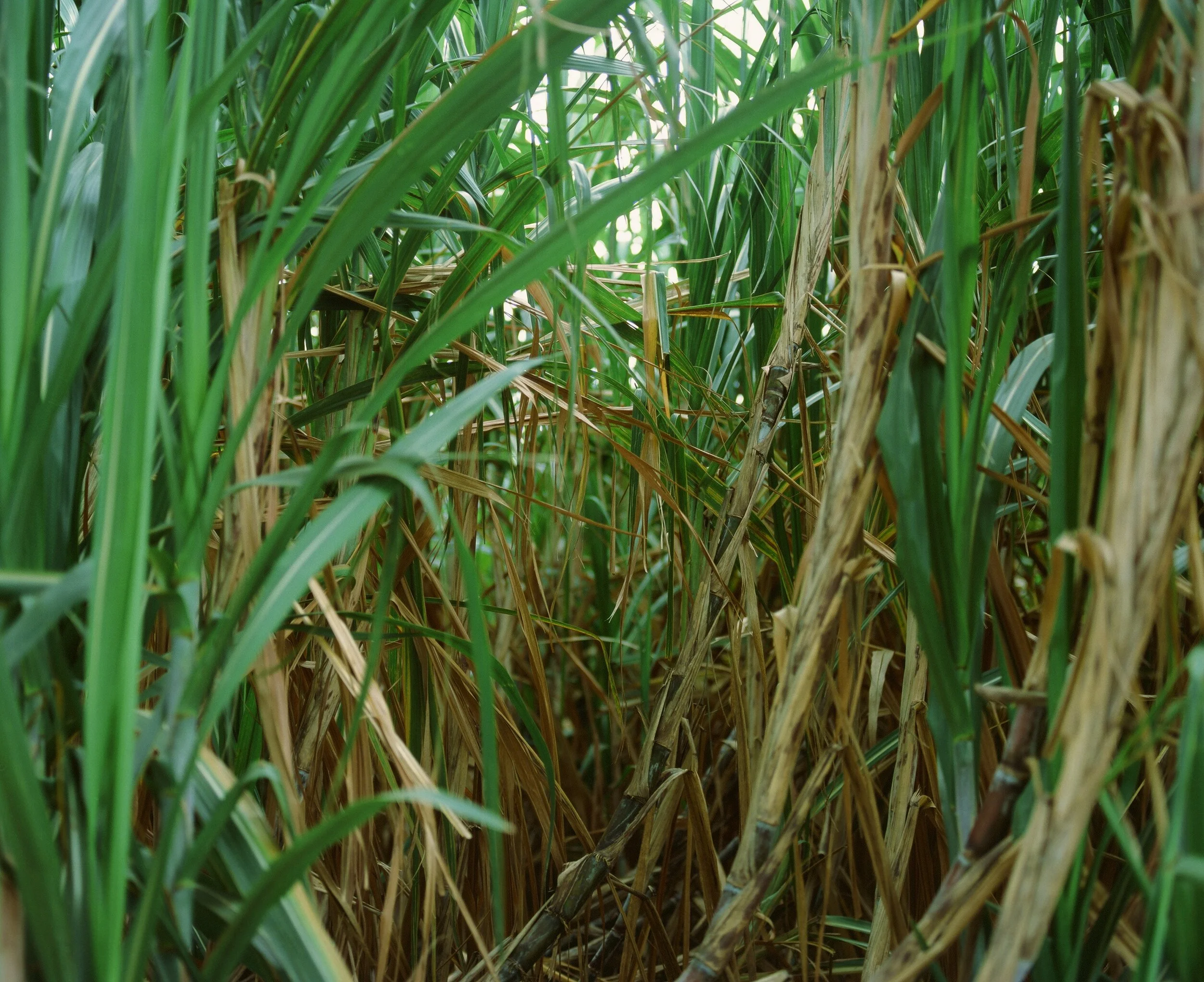 Maharlika, Philippines — image 24