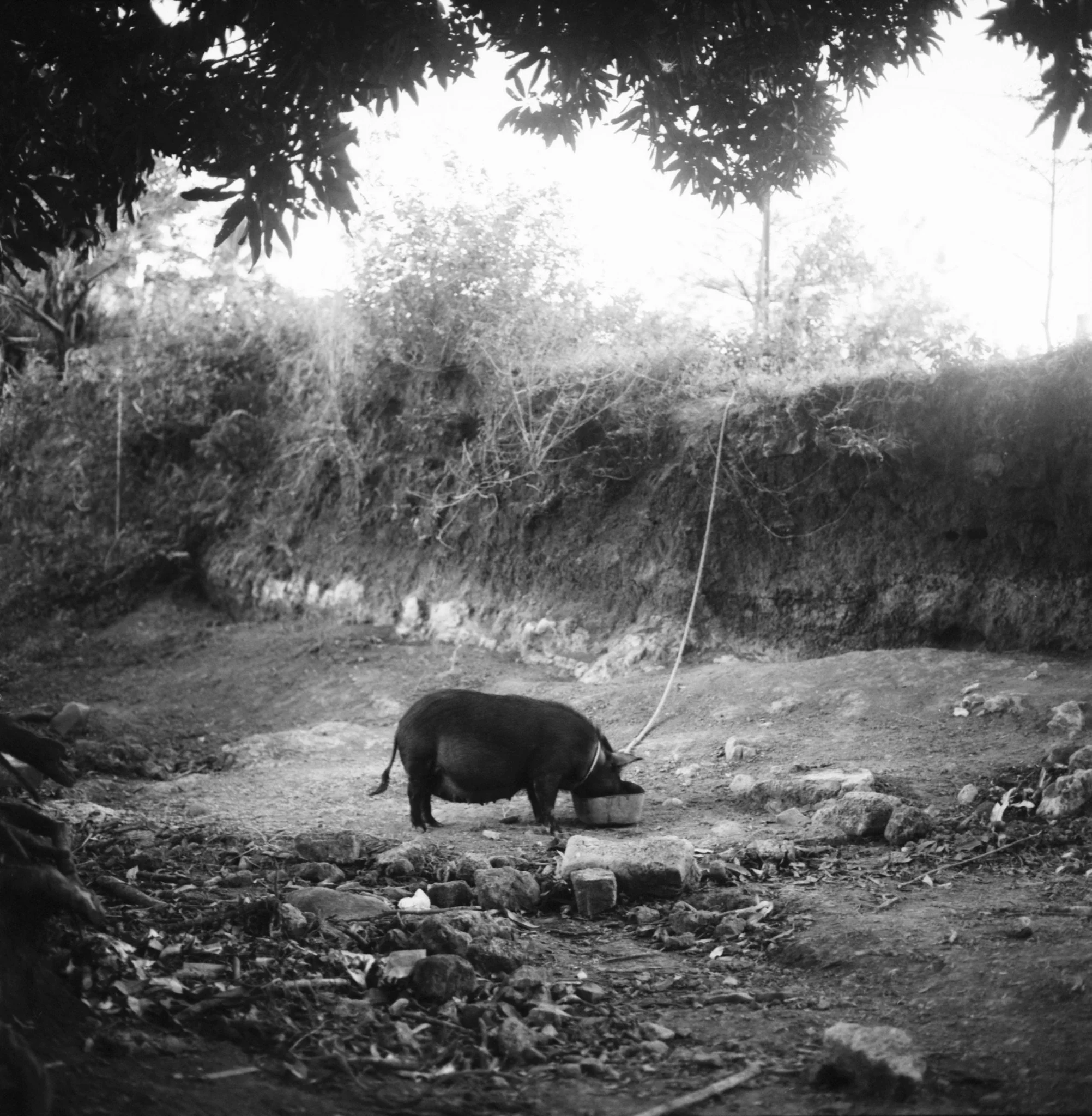 Maharlika, Philippines — image 31