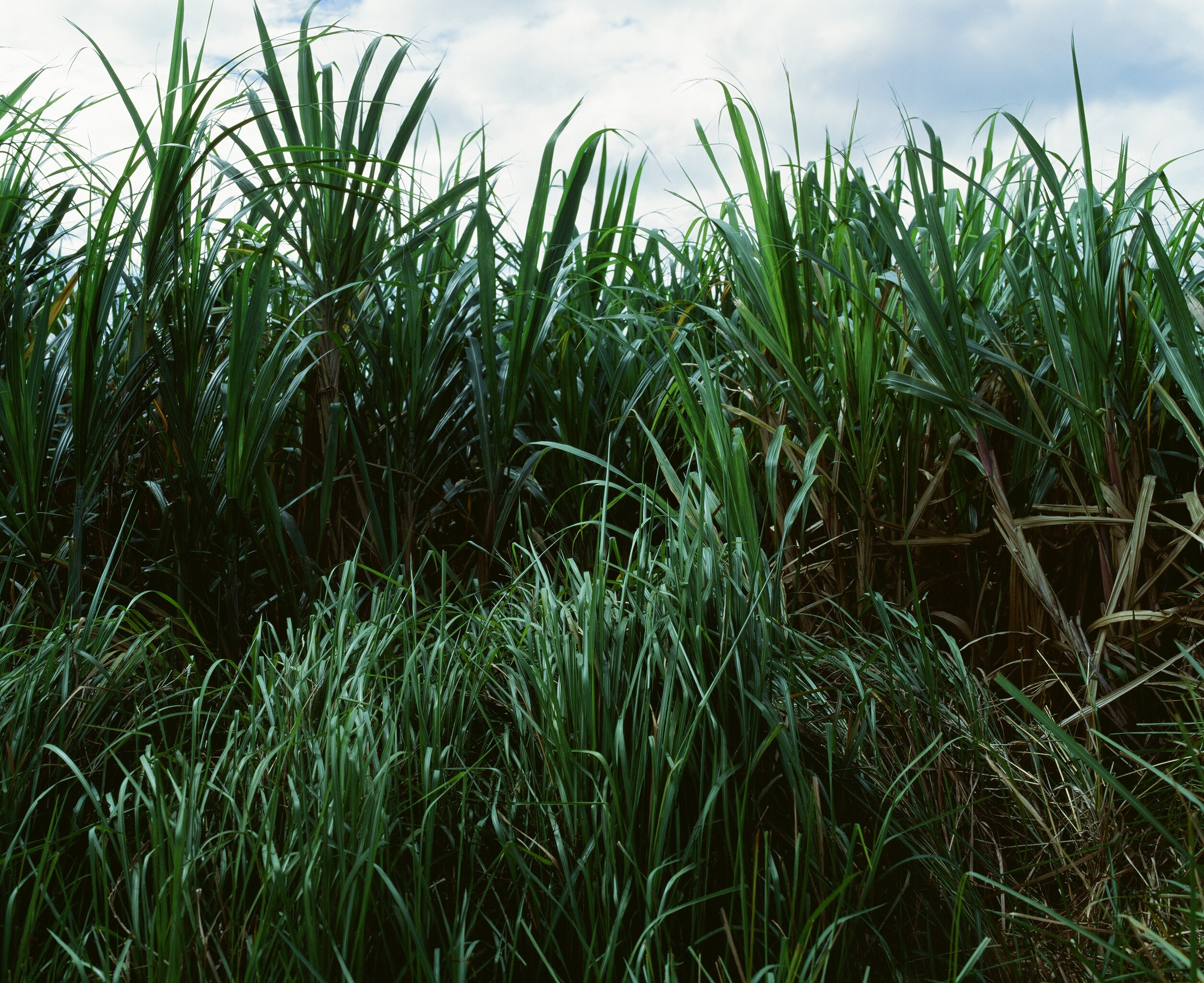 Maharlika, Philippines — image 4