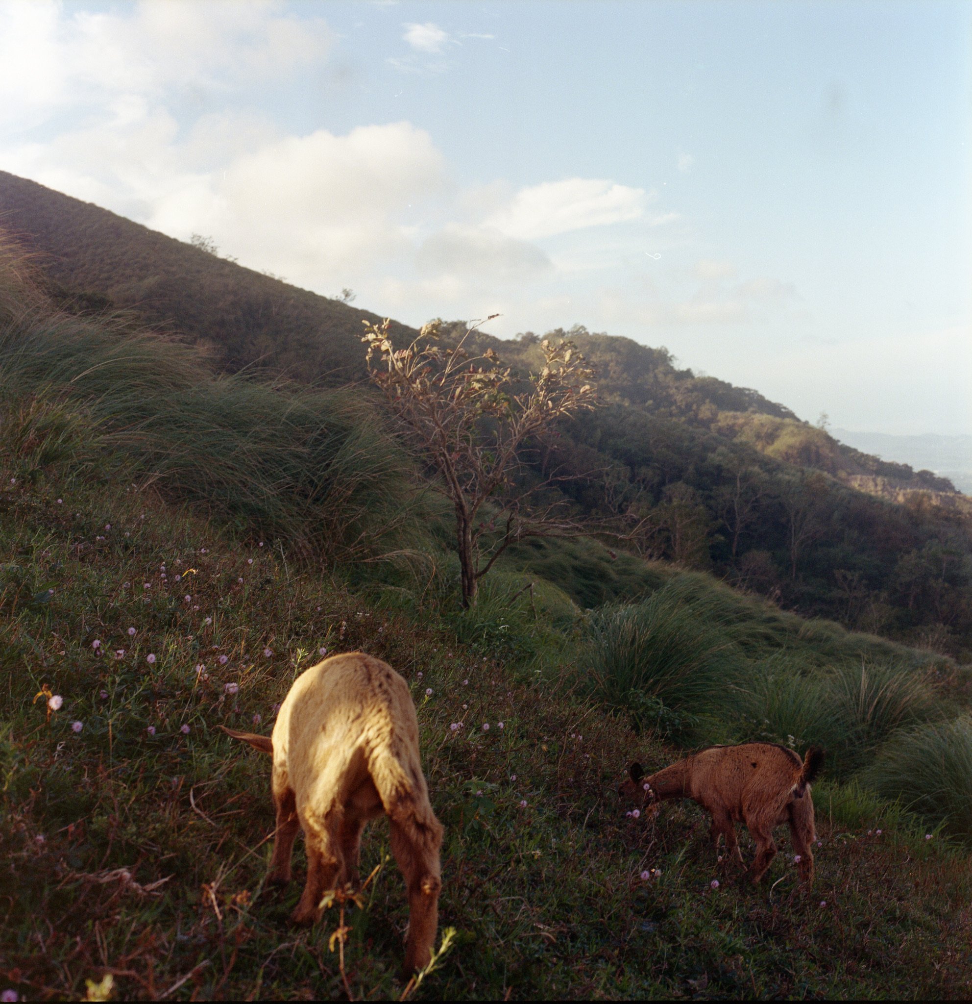 Maharlika, Philippines — image 71