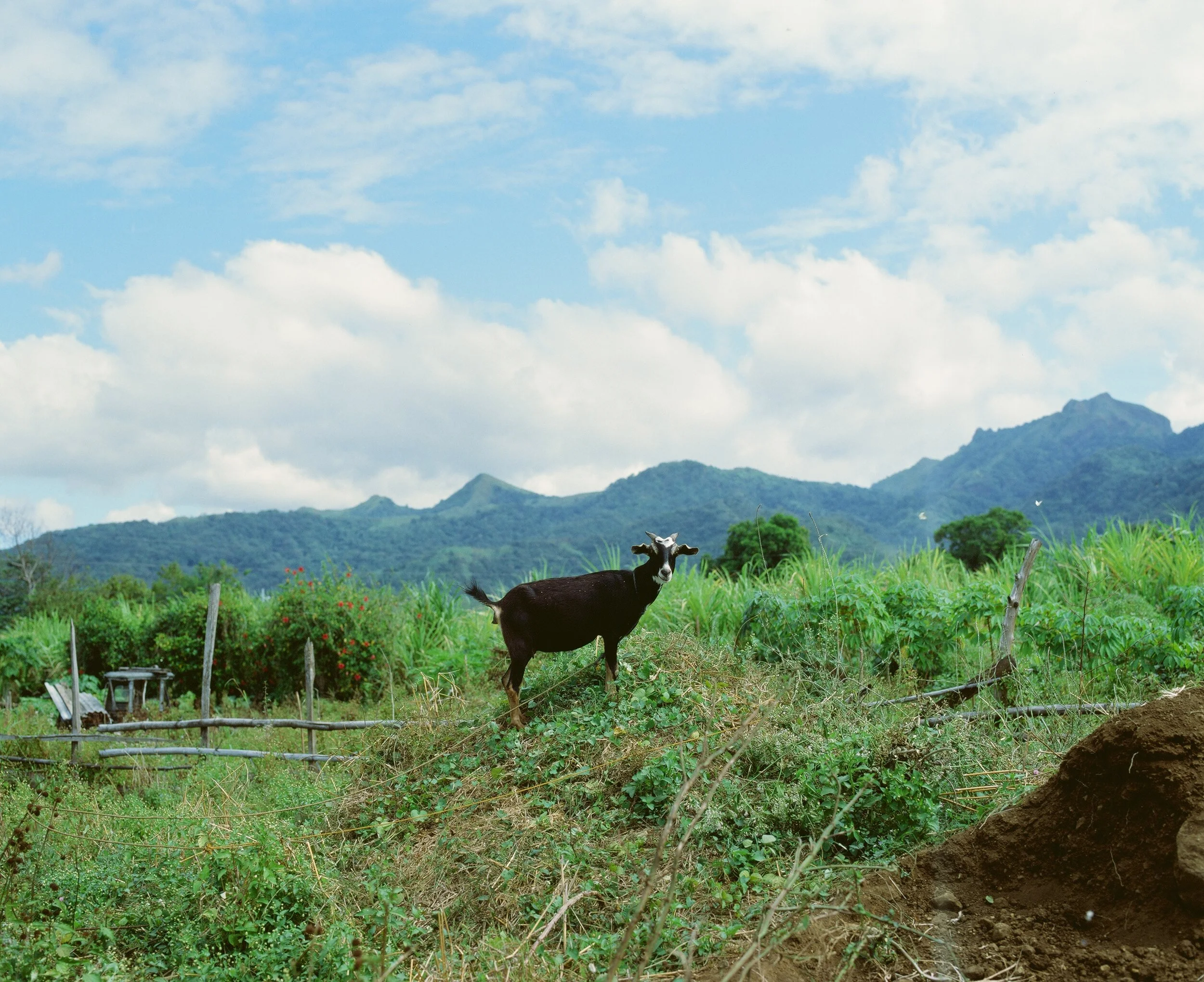Maharlika, Philippines — image 30