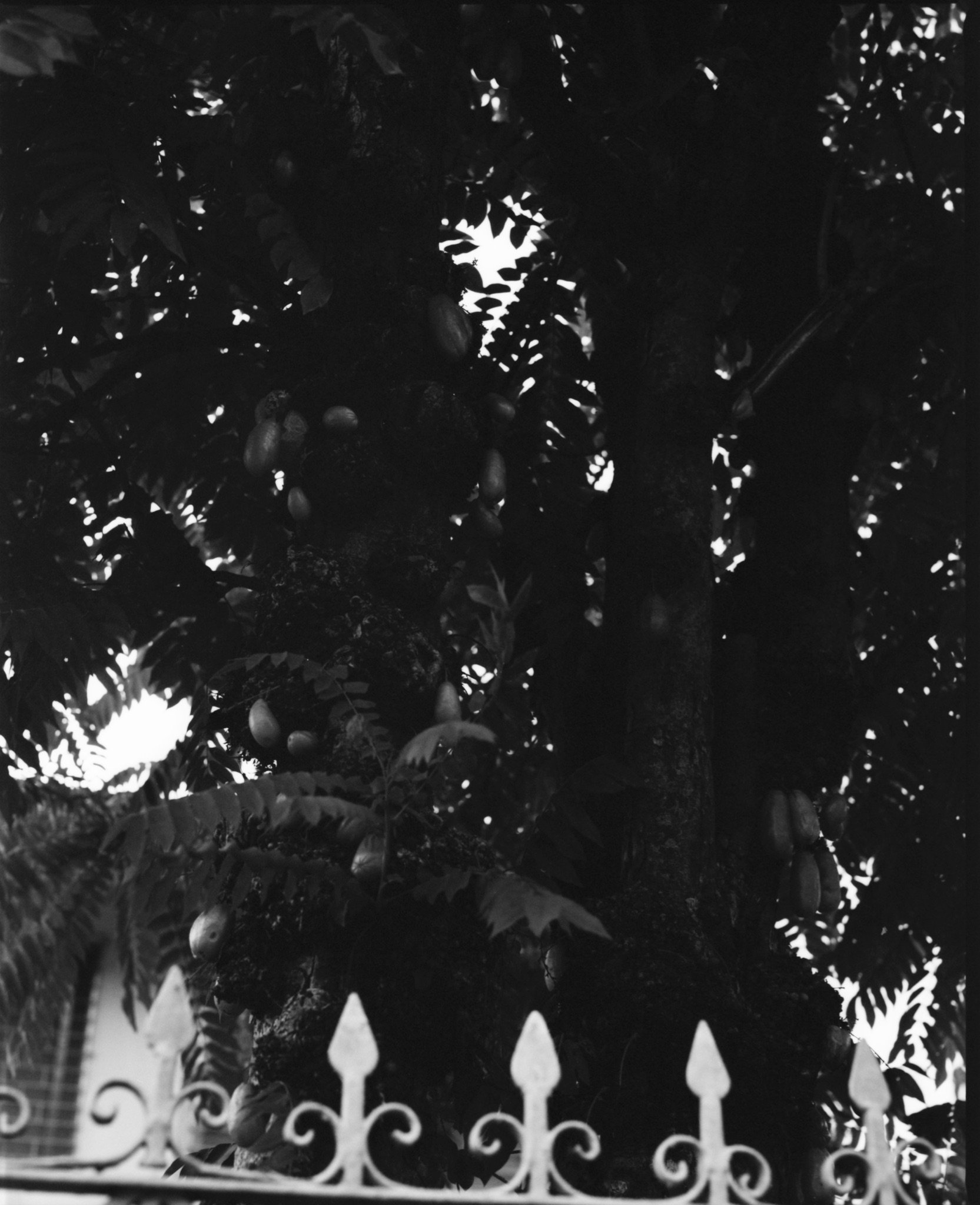 Maharlika, Philippines — image 6
