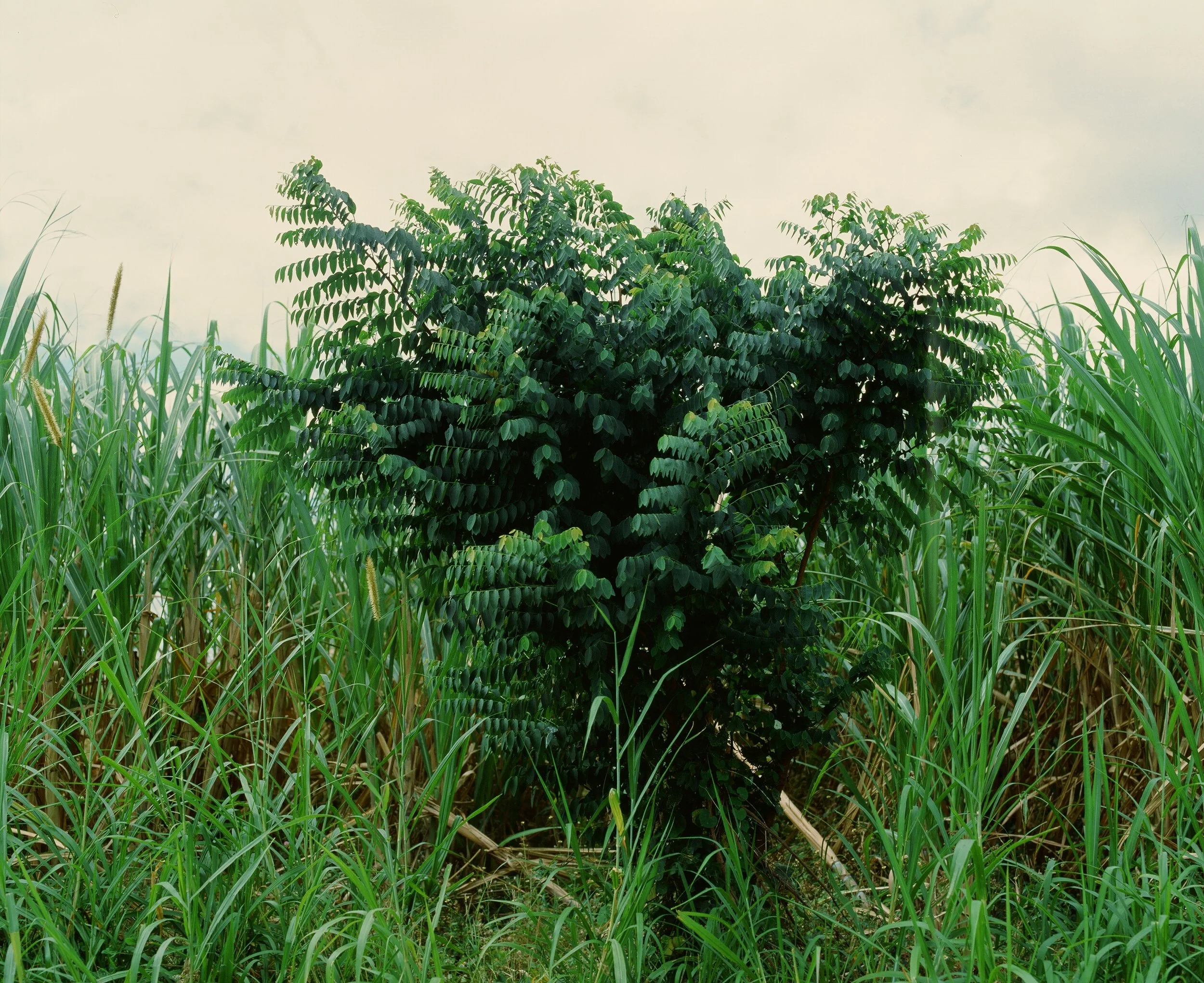 Maharlika, Philippines — image 19
