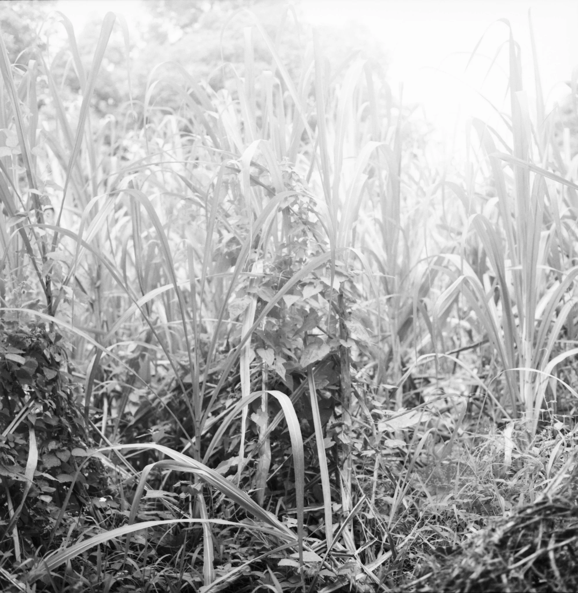 Maharlika, Philippines — image 68