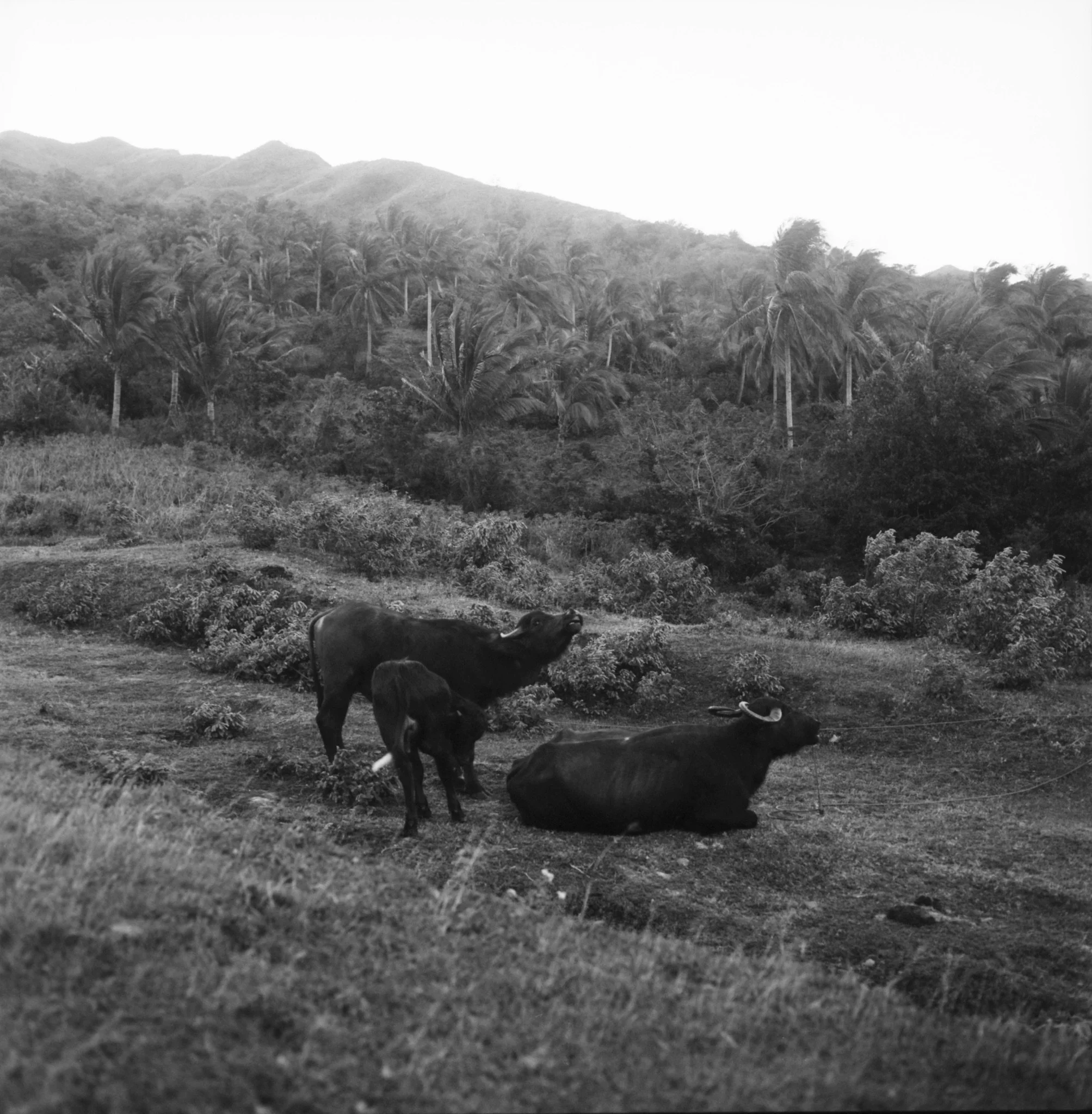 Maharlika, Philippines — image 14