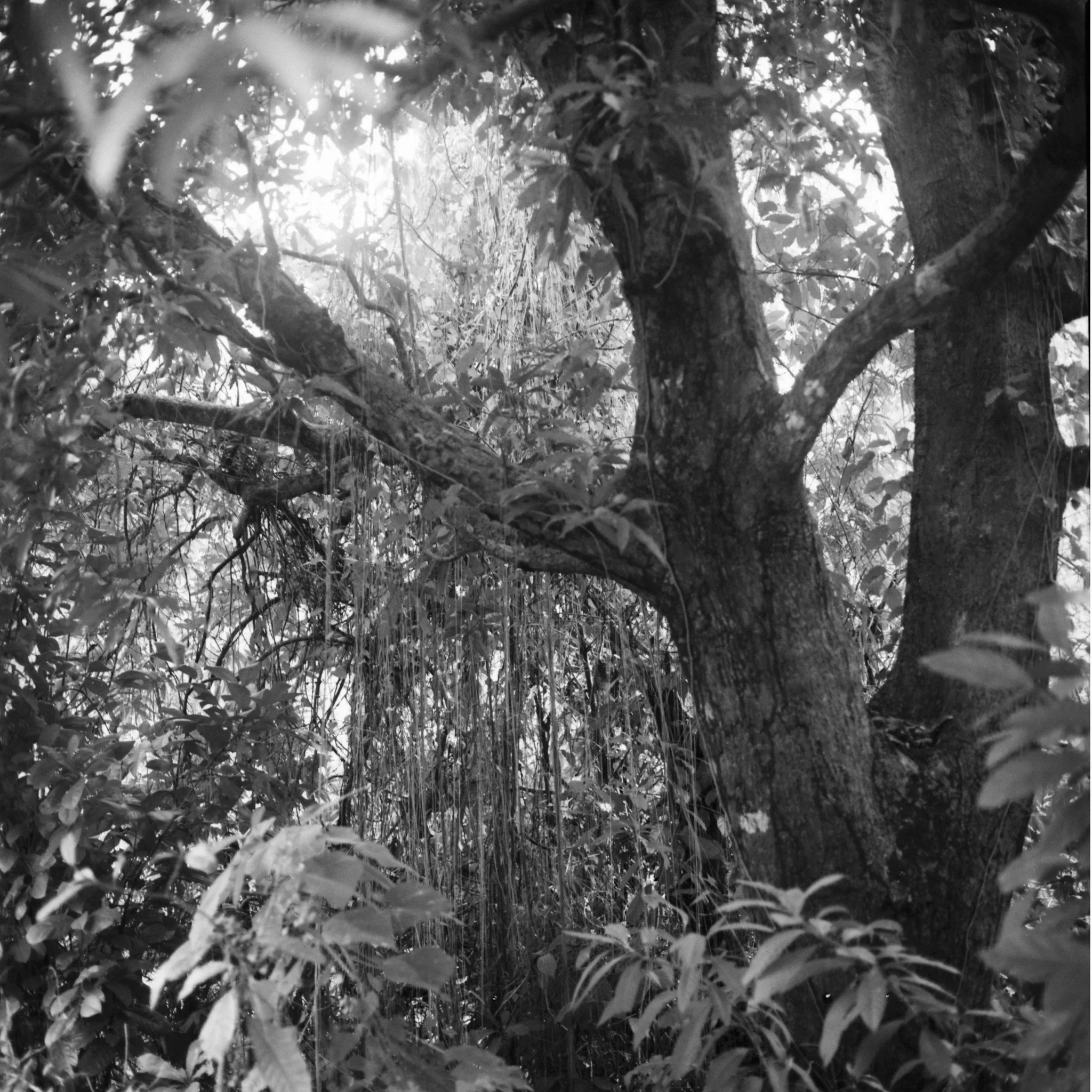 Maharlika, Philippines — image 70
