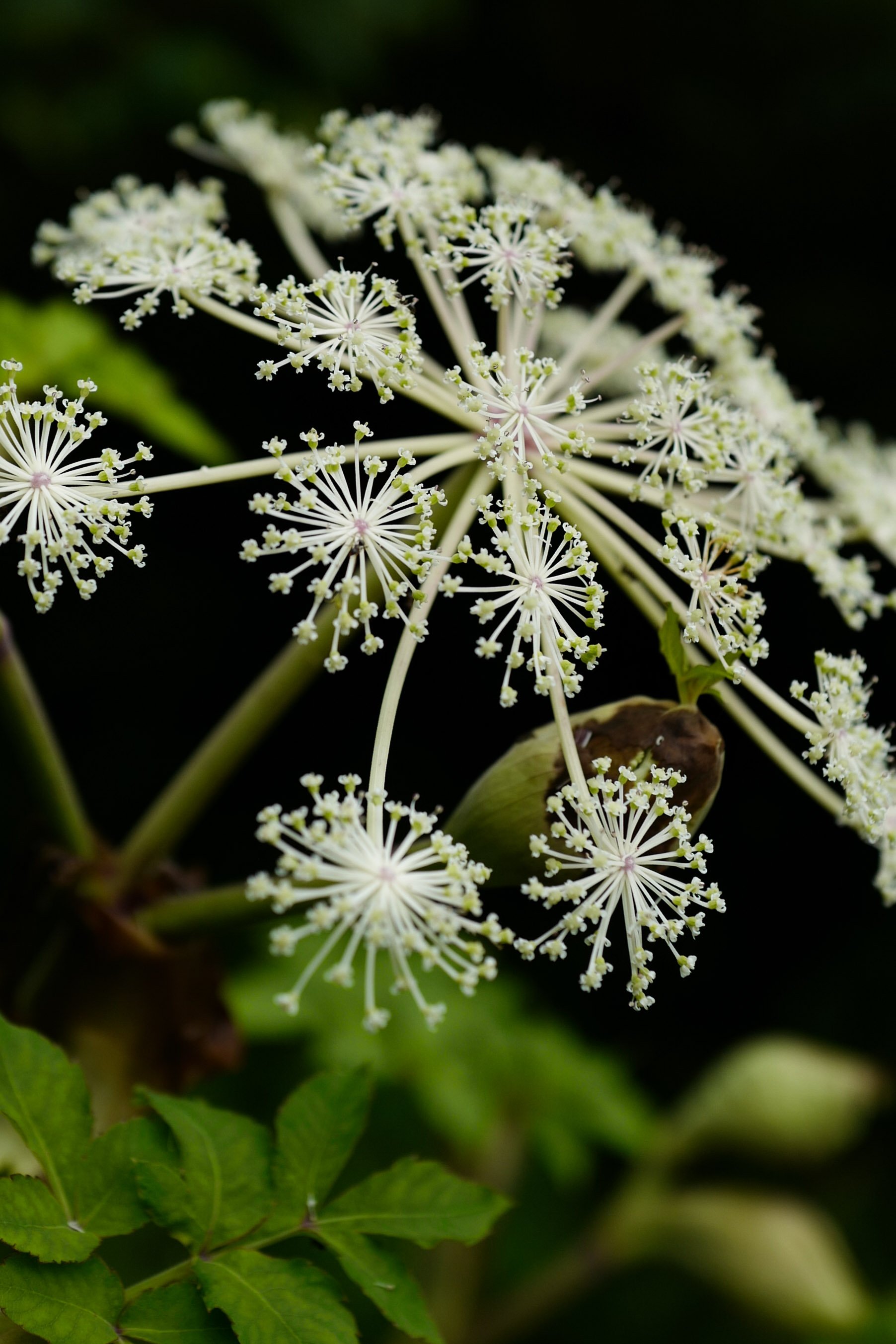 Angelica oubescens
