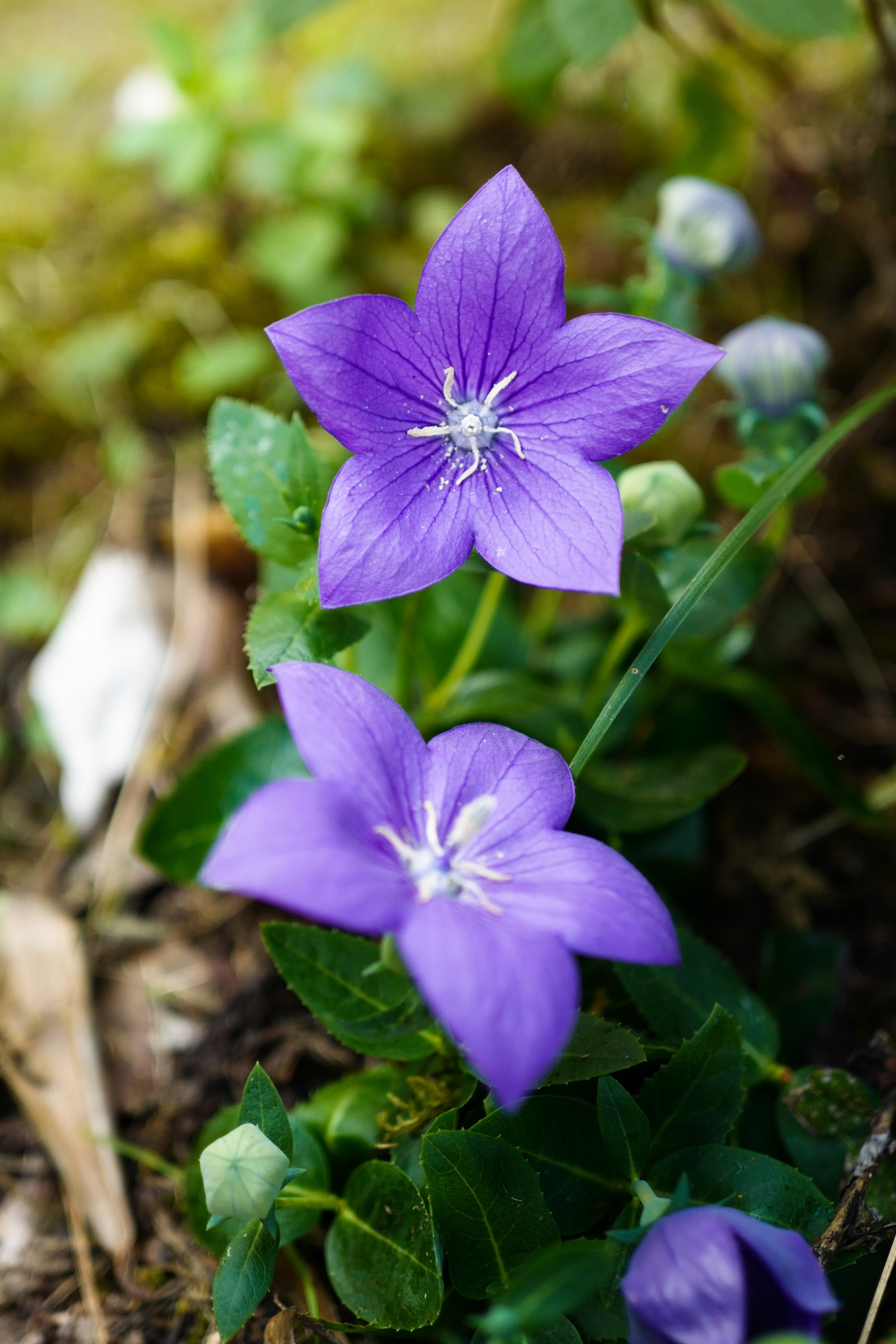 Platycodon grandiflorus