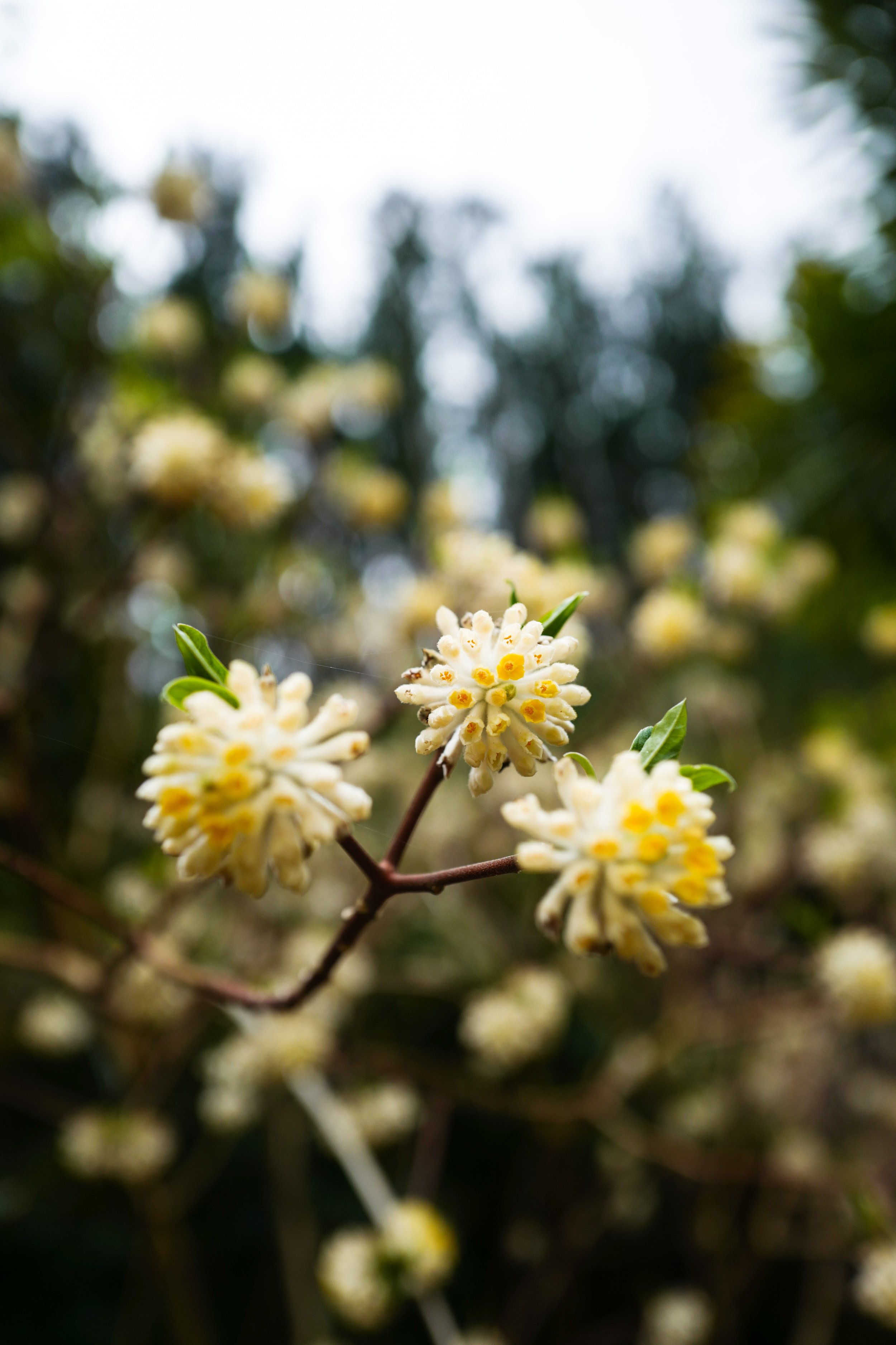 Edgeworthia chrysantha