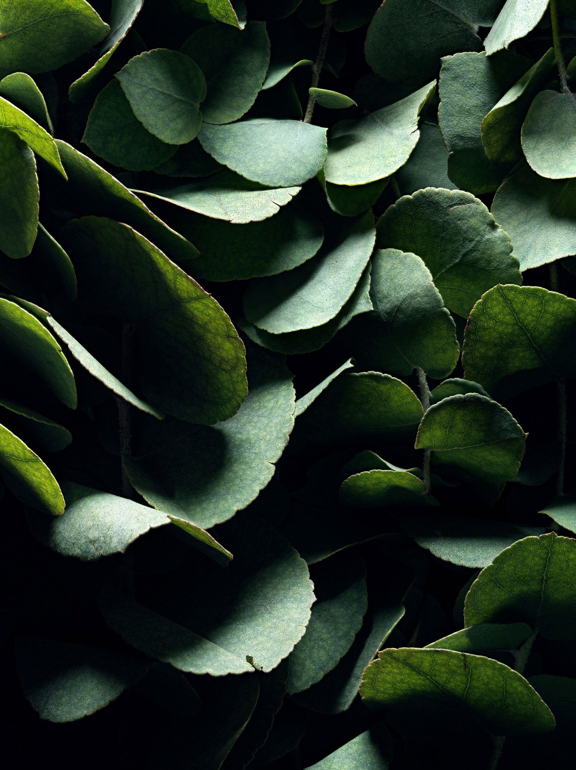 2020 02 01 - MarieJeanne - 37 - Eucalyptus.jpg