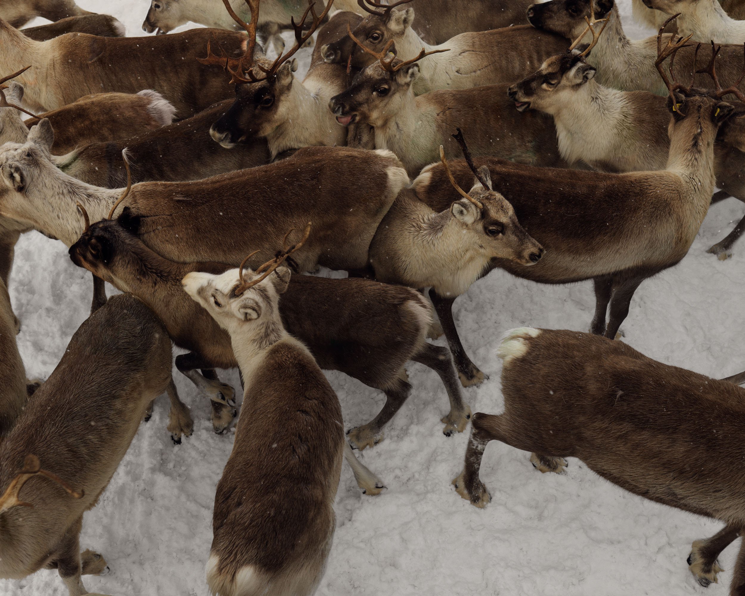 2022 03 02 - LS_0290 - Sapmi.jpg