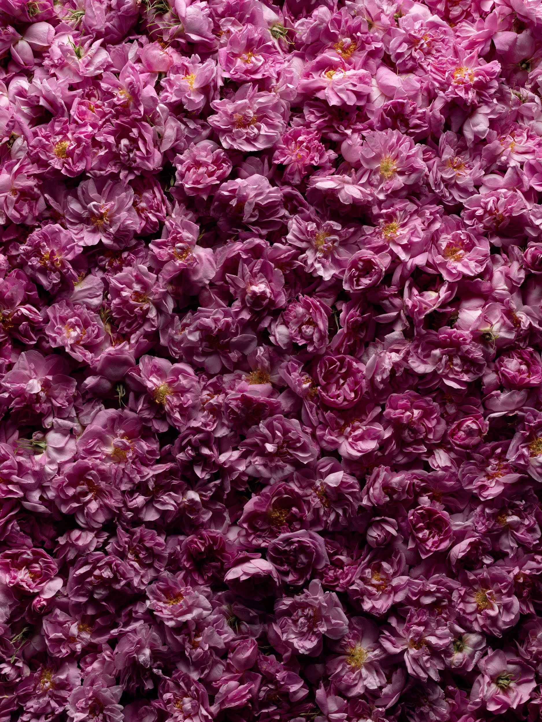 2024 05 04 - MarieJeanne - 44 - Rose x Centifolia.jpg