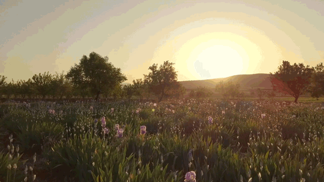 mj-iris-v2.gif