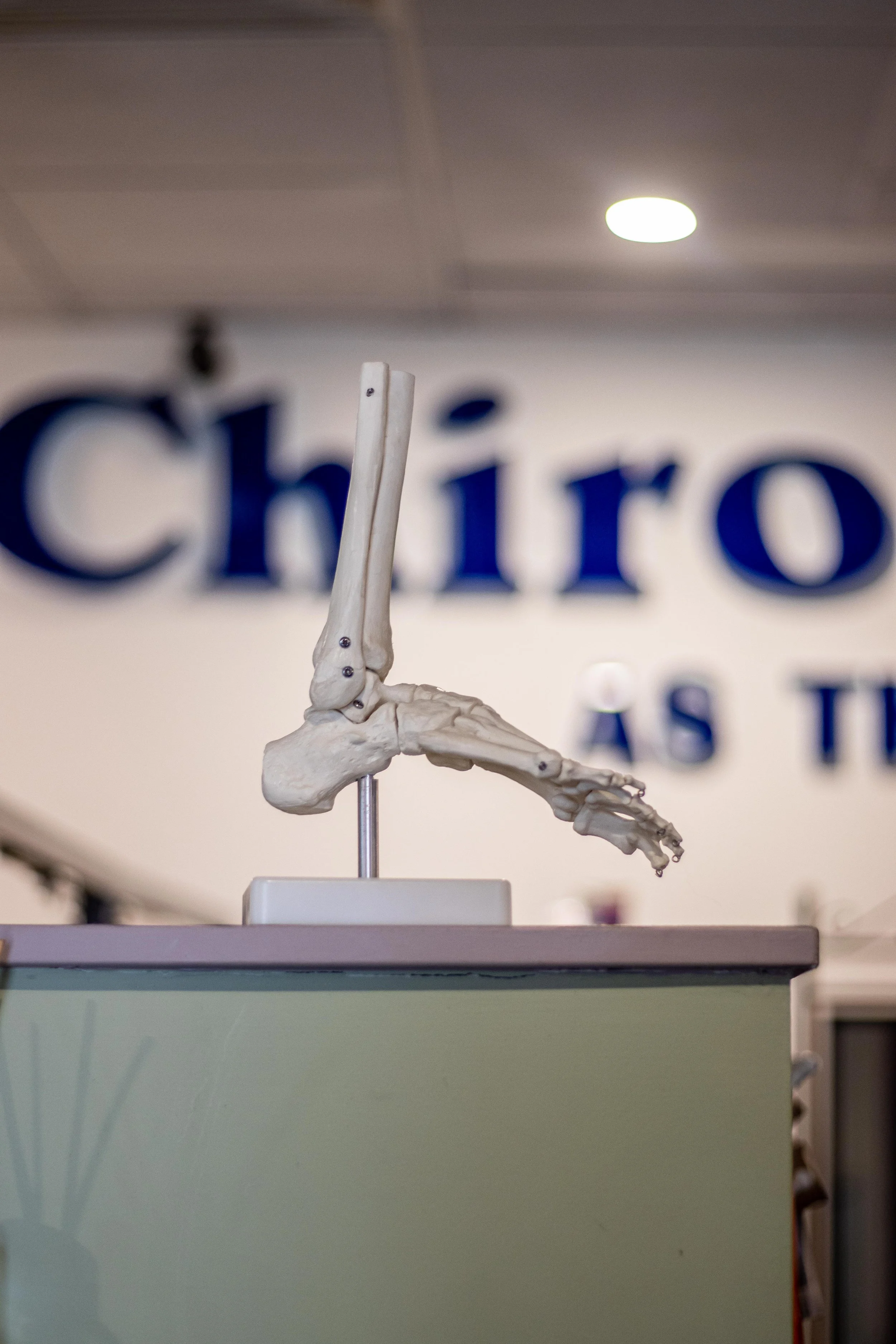 Gallery: Foot skeletal model