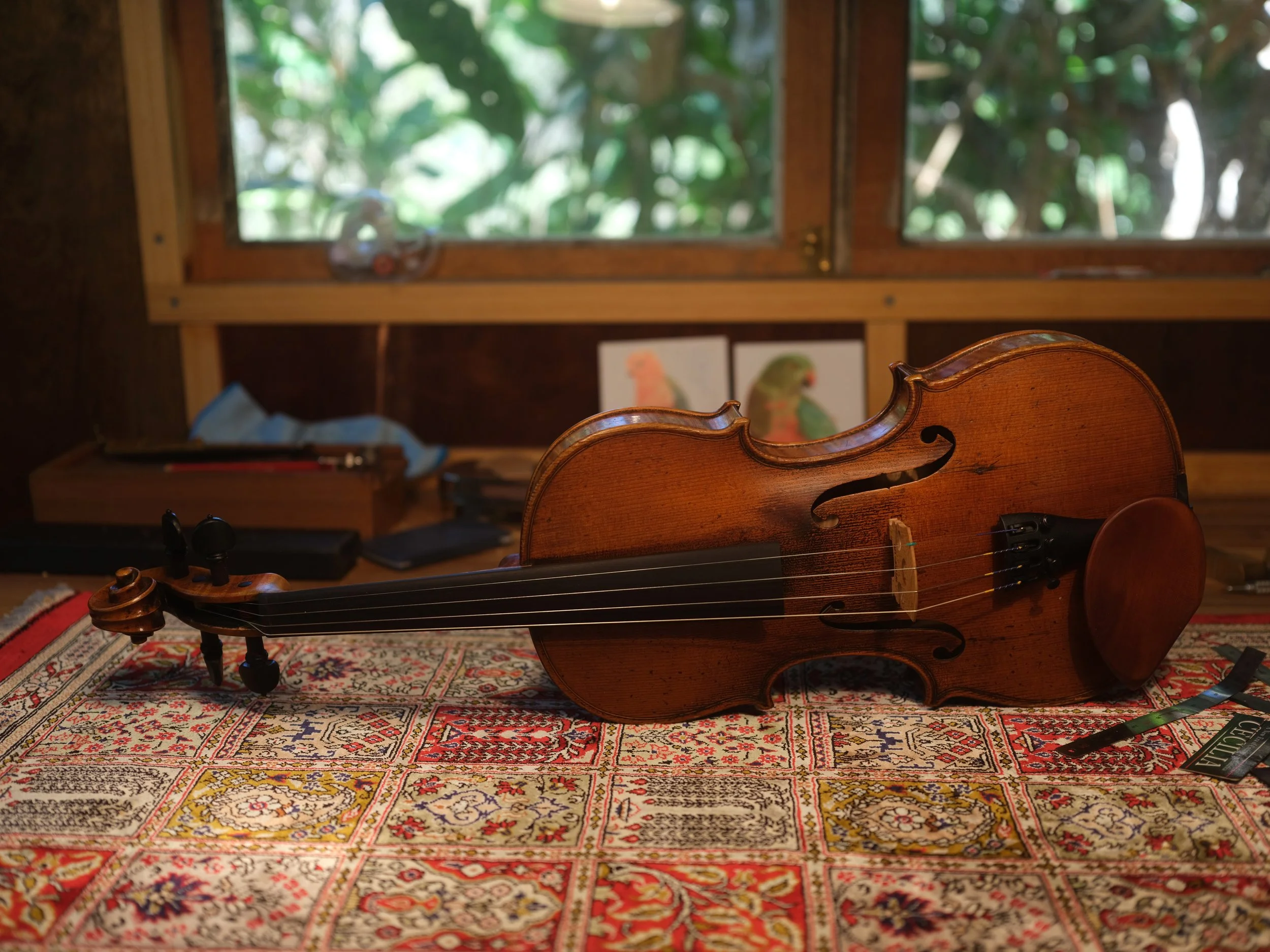 Beautiful hand made violin, lying on a Persian rug in our Sunshine Coast workshop. Master violinmaker.