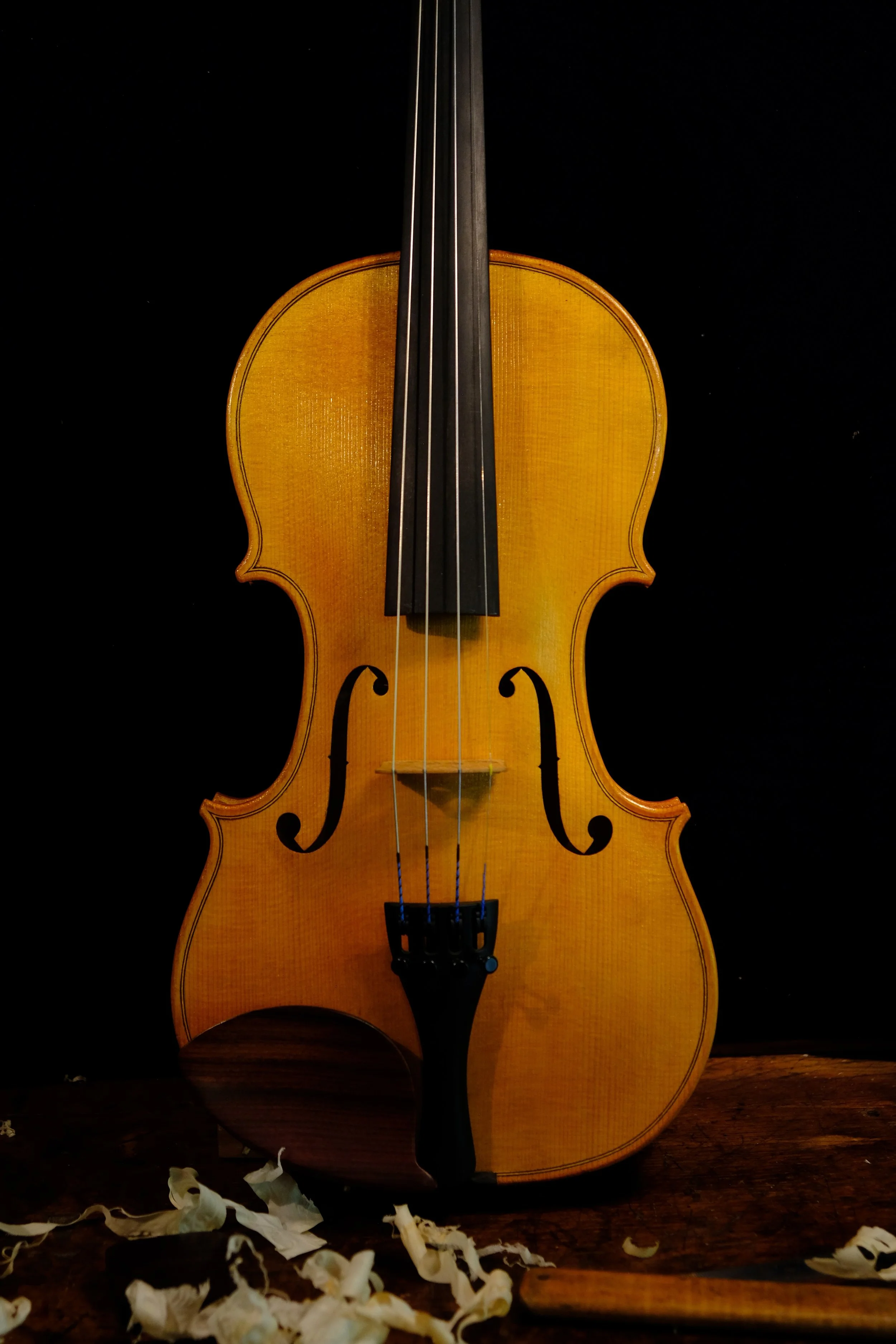Close-up of a violin standing upright with a black background, flower petals scattered at its base.