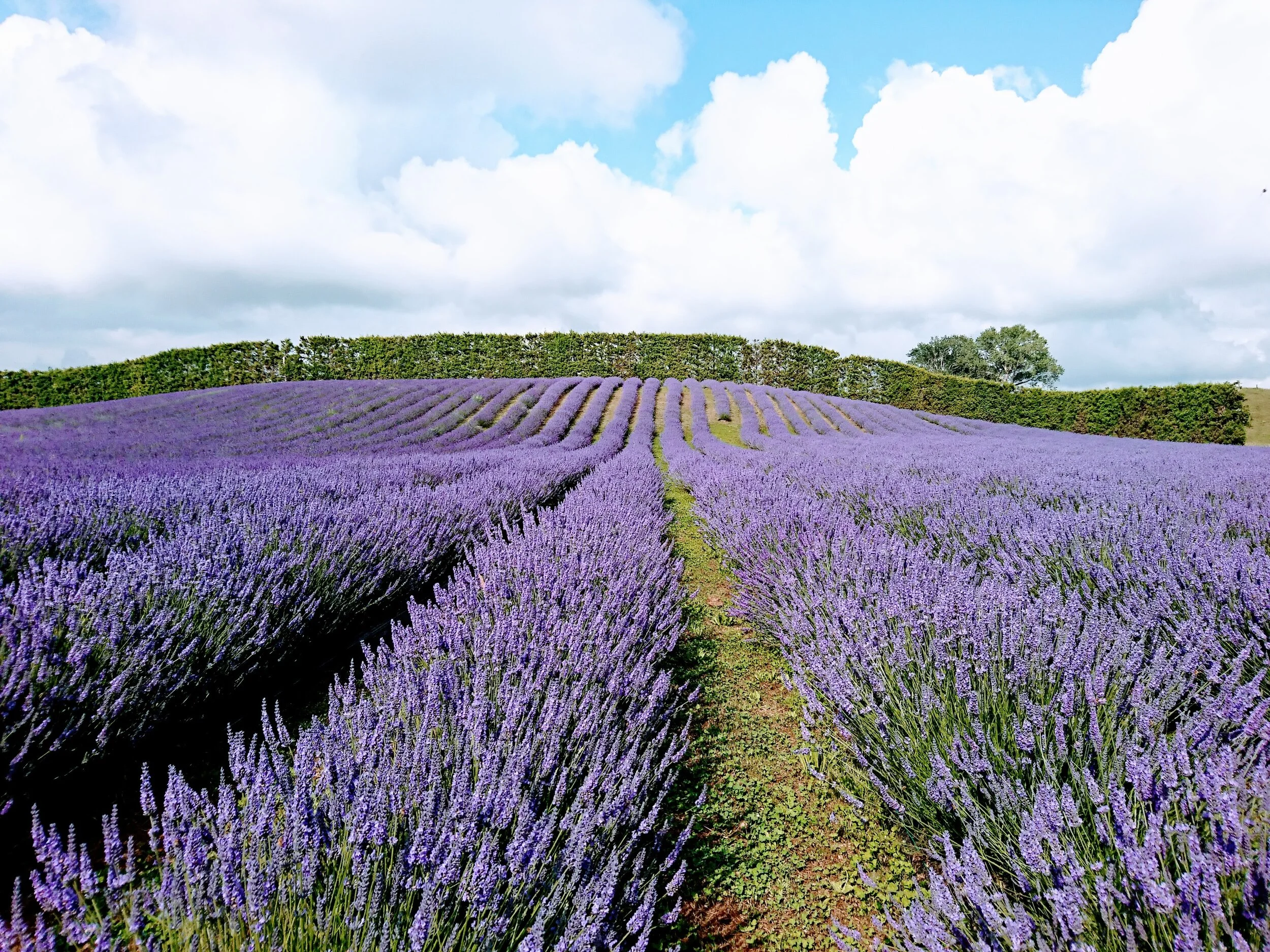Lavender Farm About — Waihi Lavender Farm