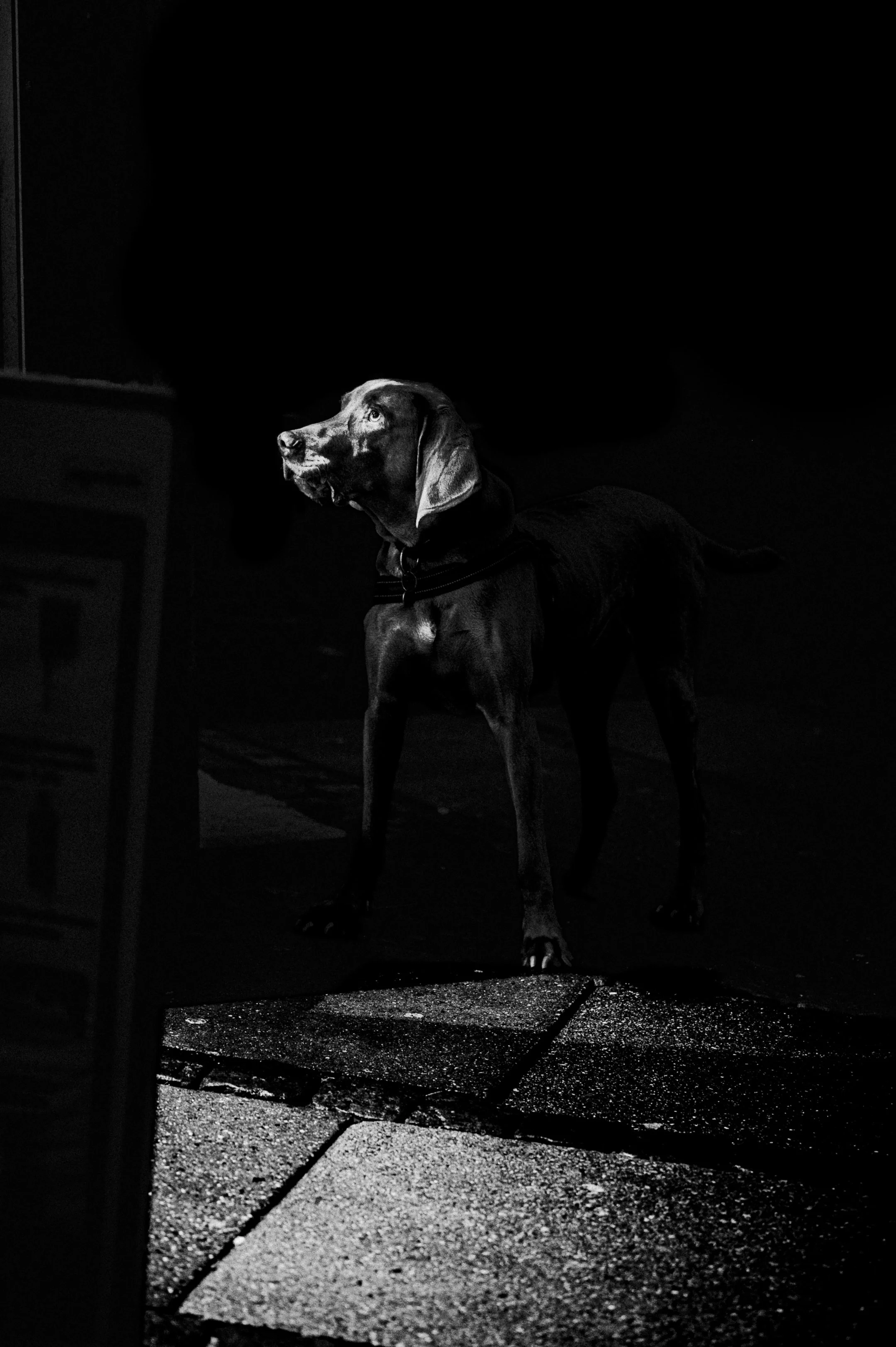 A black and white photo of a dog standing on a cracked concrete sidewalk, looking up and to the left, with a dark background.