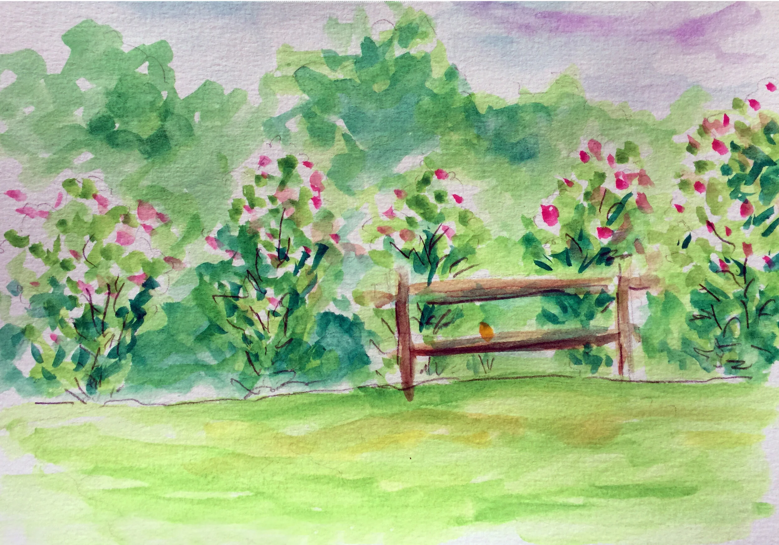 Rose of Sharon hedgerow (watercolor)