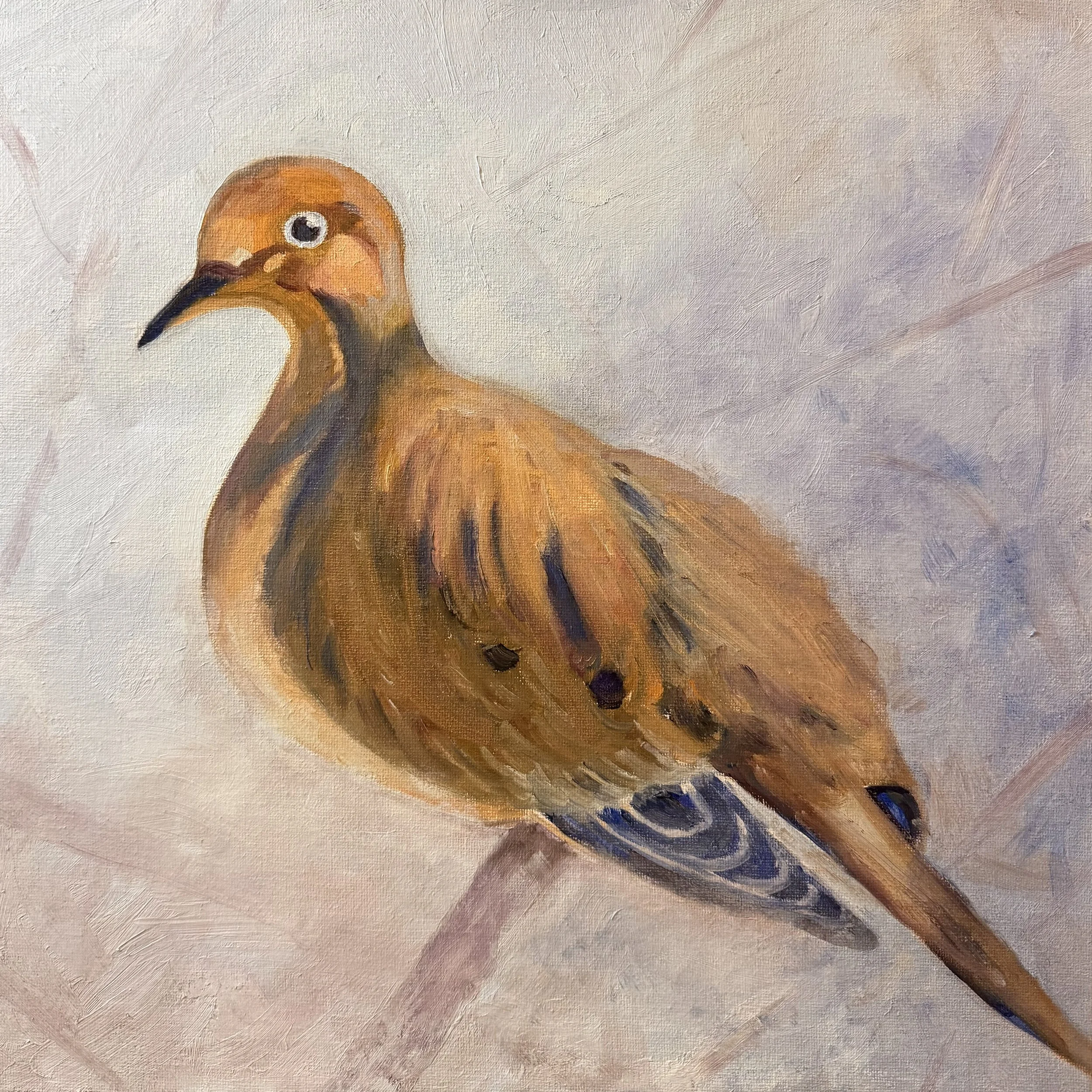 Mourning Dove, Oil (12x12 inches) 