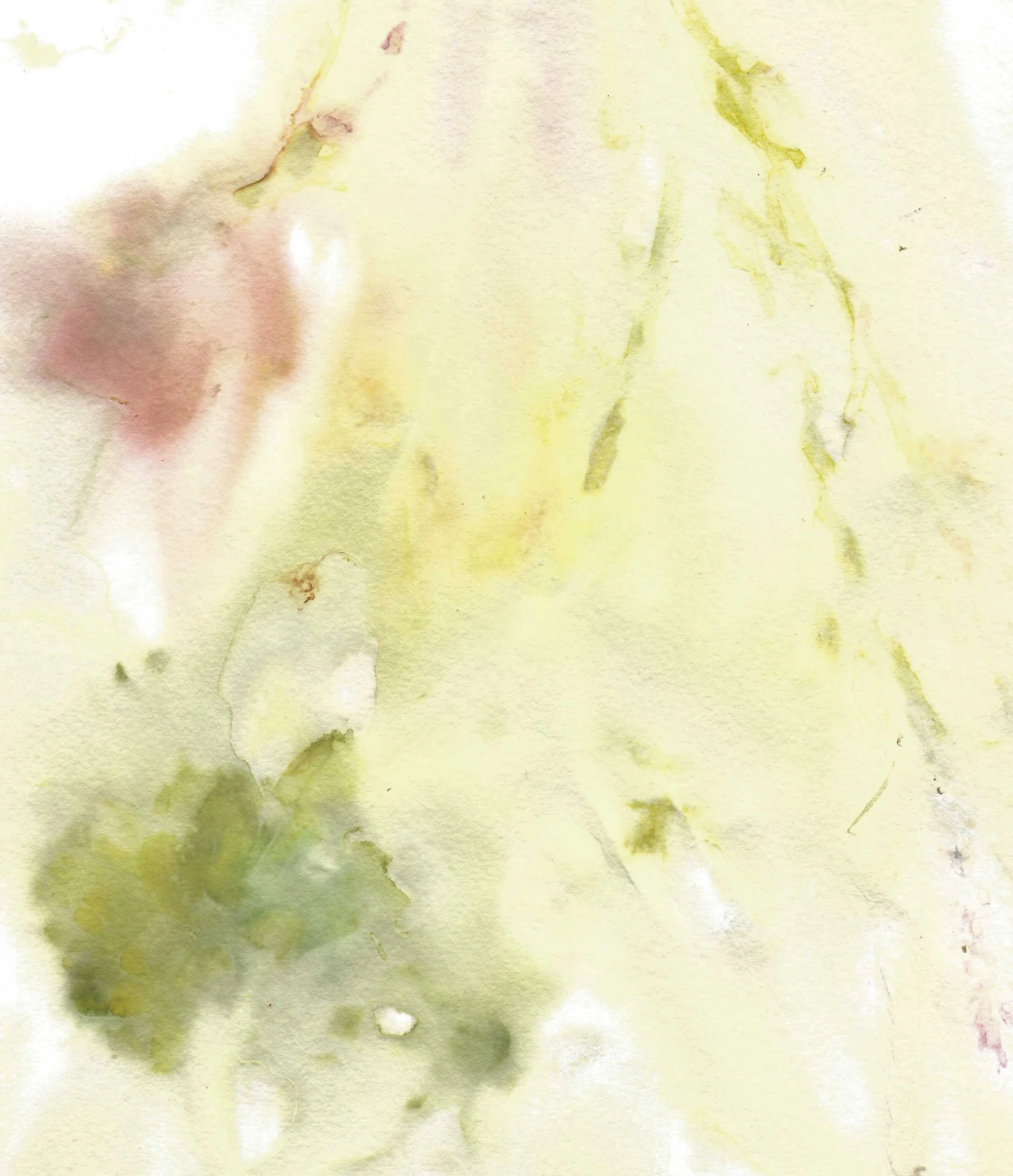 "Pink and Isabelline" (Botanical Print, 6x8 inches unframed)