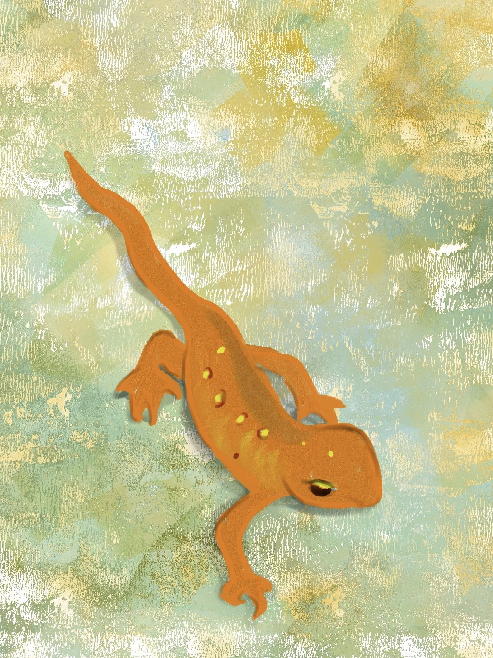 Red spotted newt (digital)