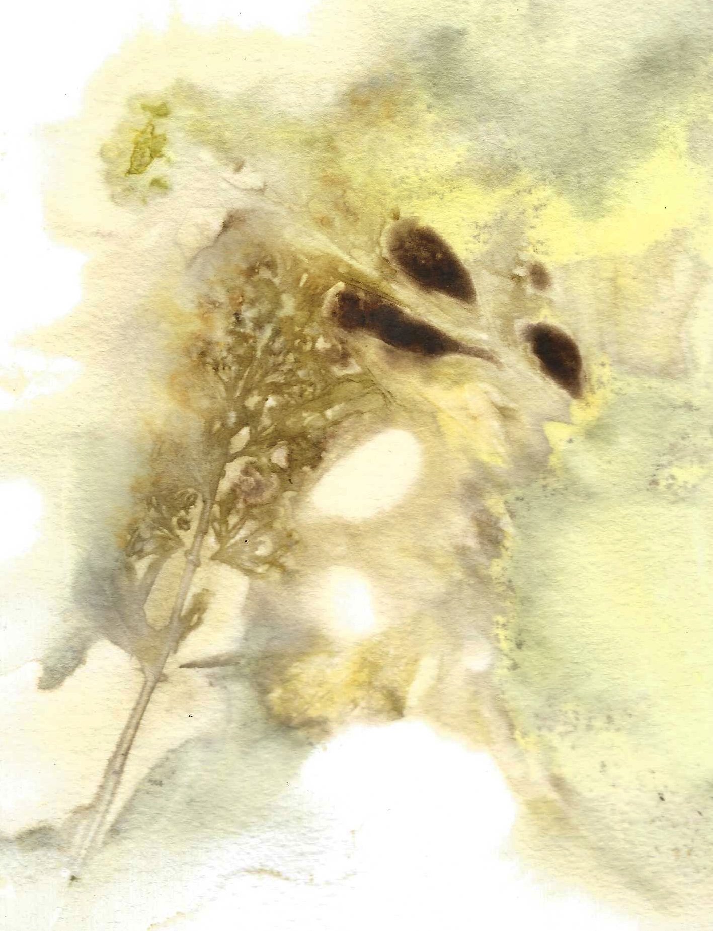 "Adrift" (Botanical Print, 4.5x6.5 inches unframed)