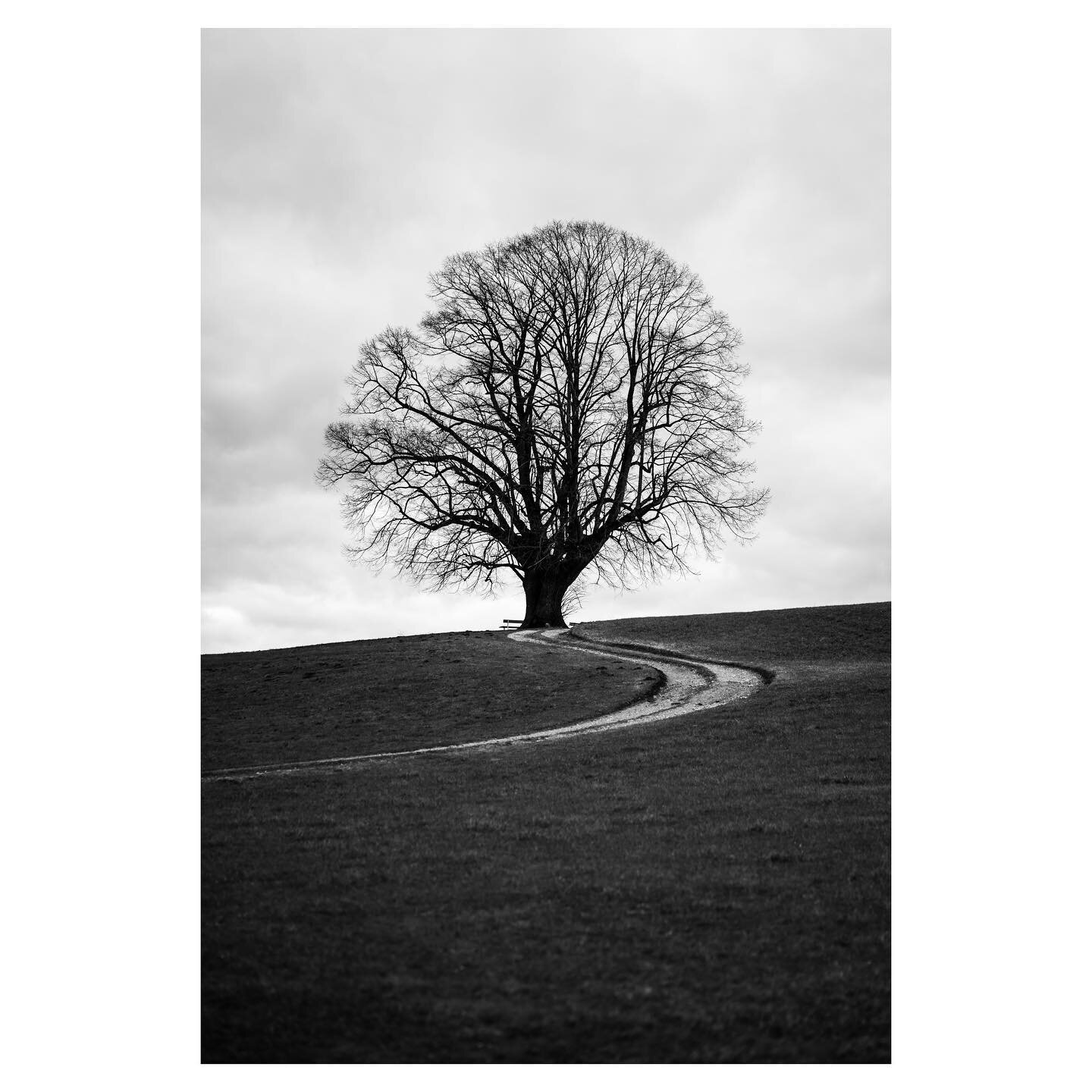 Lonely tree 🌳 
-
-
-
#lonelytree #blackandwhite #blackandwhitephotography #branches #sonyalpha #sony #sonya7iii #photography #bealpha #austria #salzburg #salzburgerland #visitsalzburg #mood #moodygrams #moodoftheday #nature #naturephotography #lands