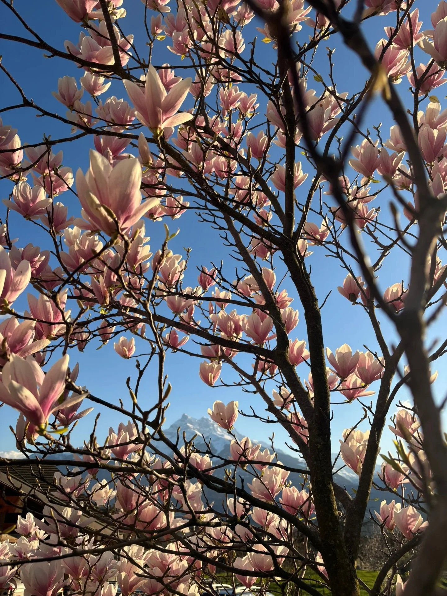 Magnolia en fleurs et les Dents du Midi en arri&egrave;re plan&hellip; magique!